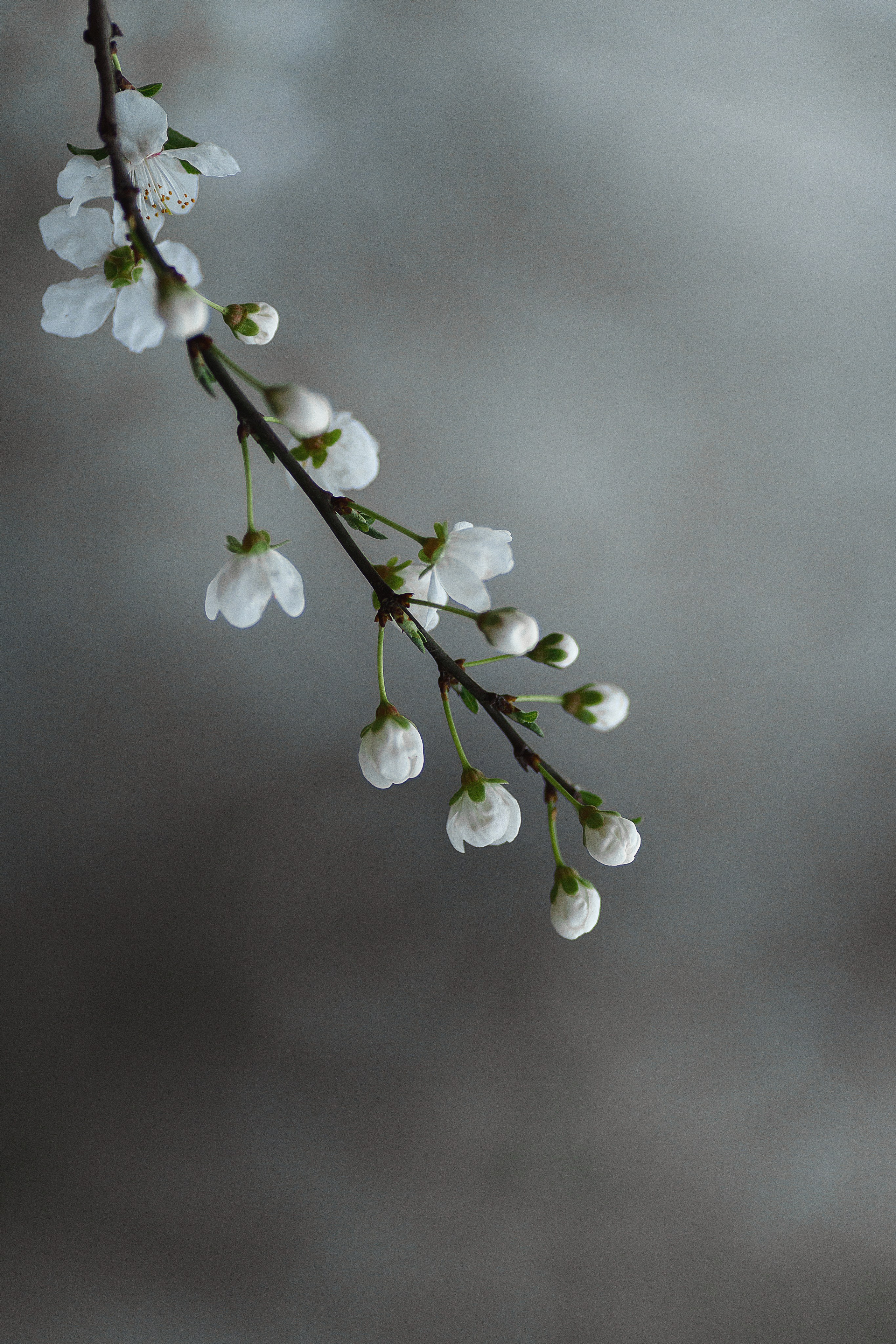 Проект «366»|2024|Фото каждый день. LENA GRACE photographer ||ЛЕНА ГРЭЙС фотограф