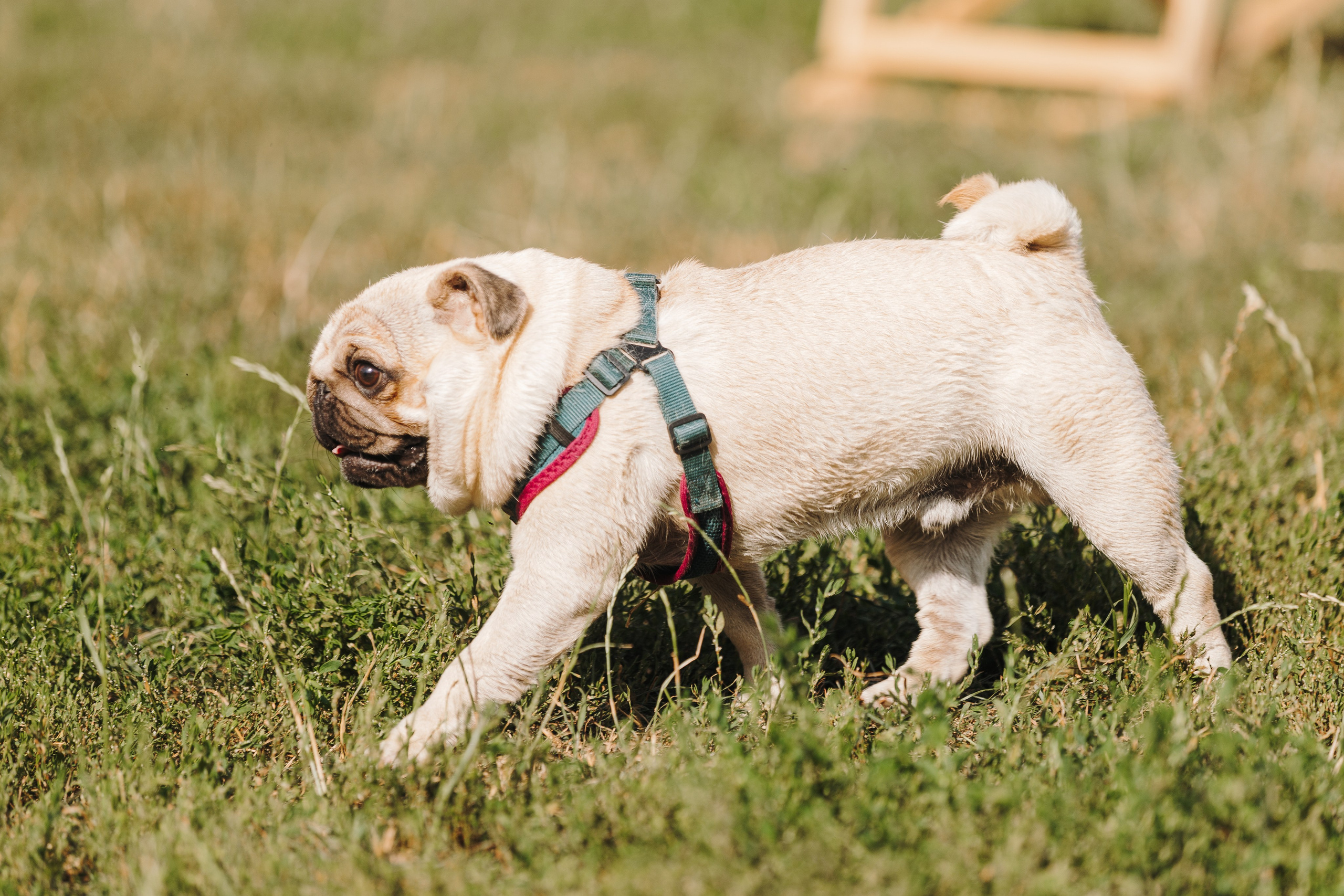 Petshop Sup day. Фотограф анималист Кристина Карпова, Москва
