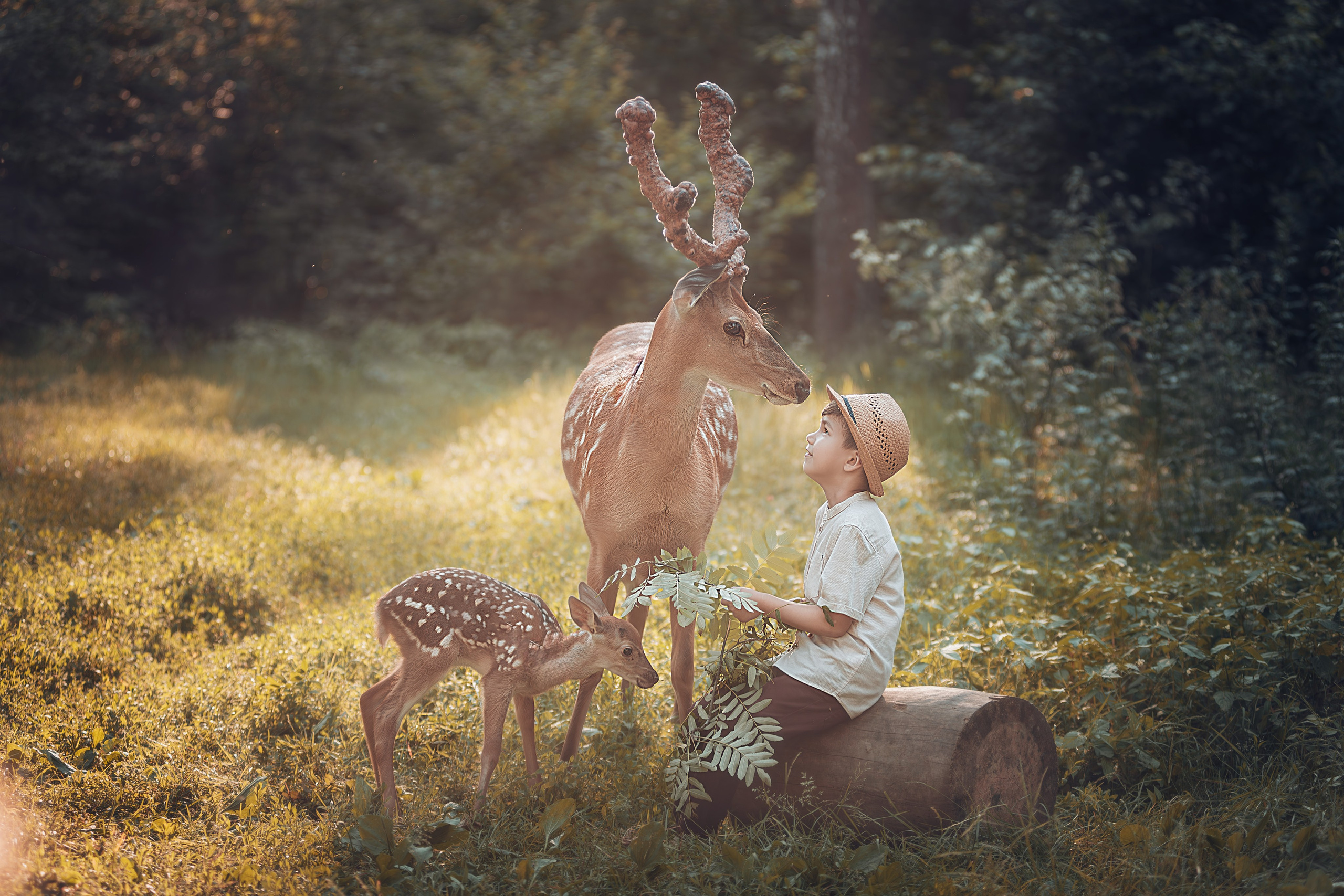 Фотосессия с оленями