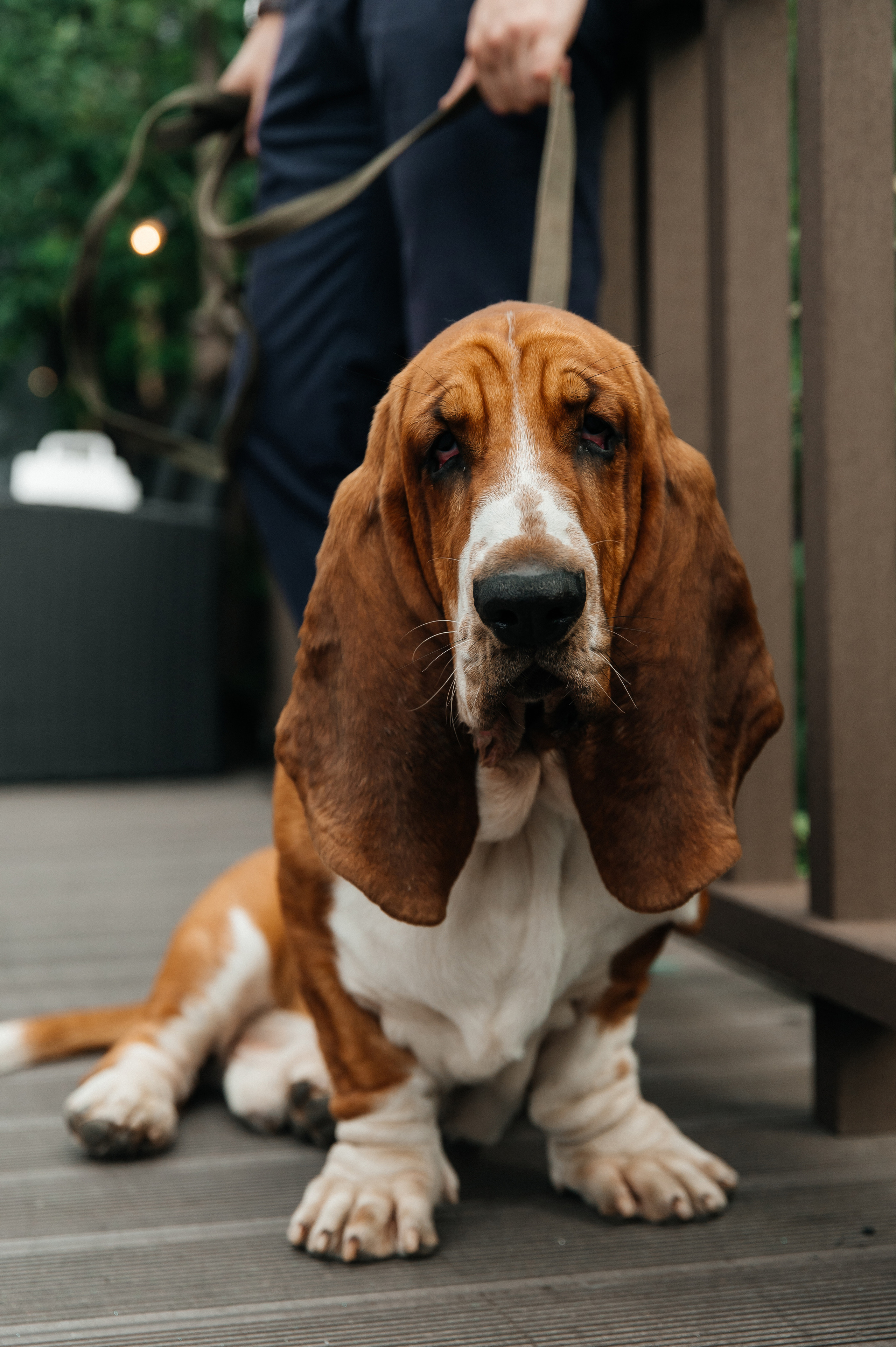 Wedding with dog. Wedding and family photographer in Dubai Vasilii Albul