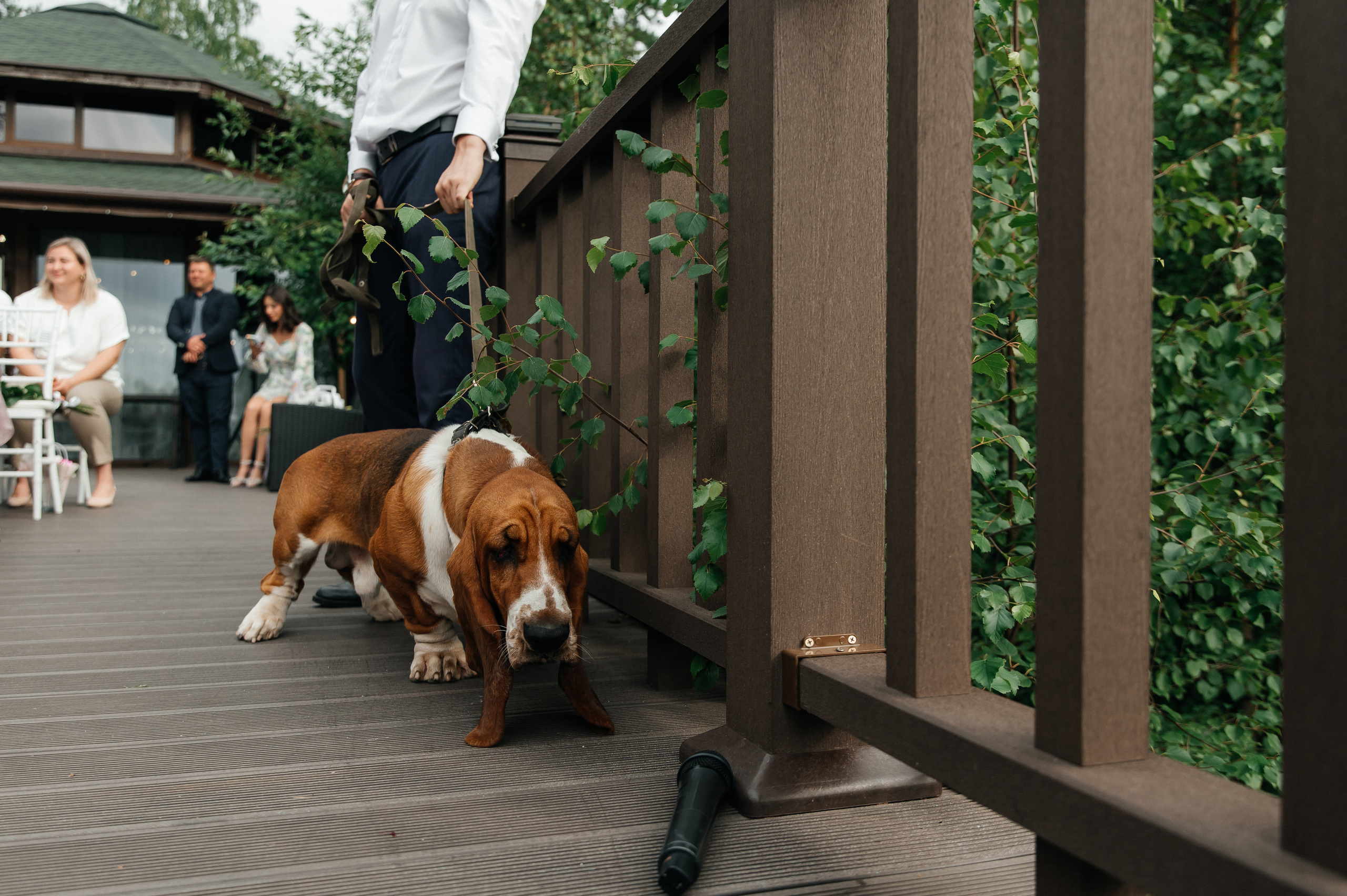 Wedding with dog. Wedding and family photographer in Dubai Vasilii Albul