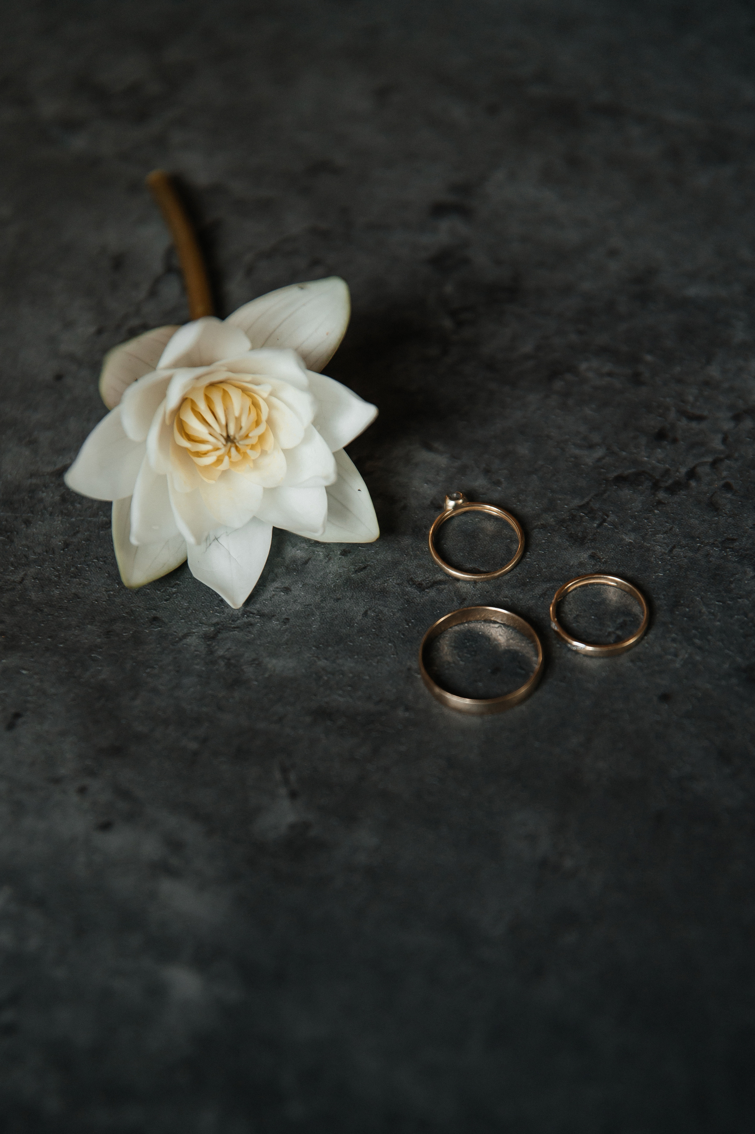 Wedding with dog. Wedding and family photographer in Dubai Vasilii Albul