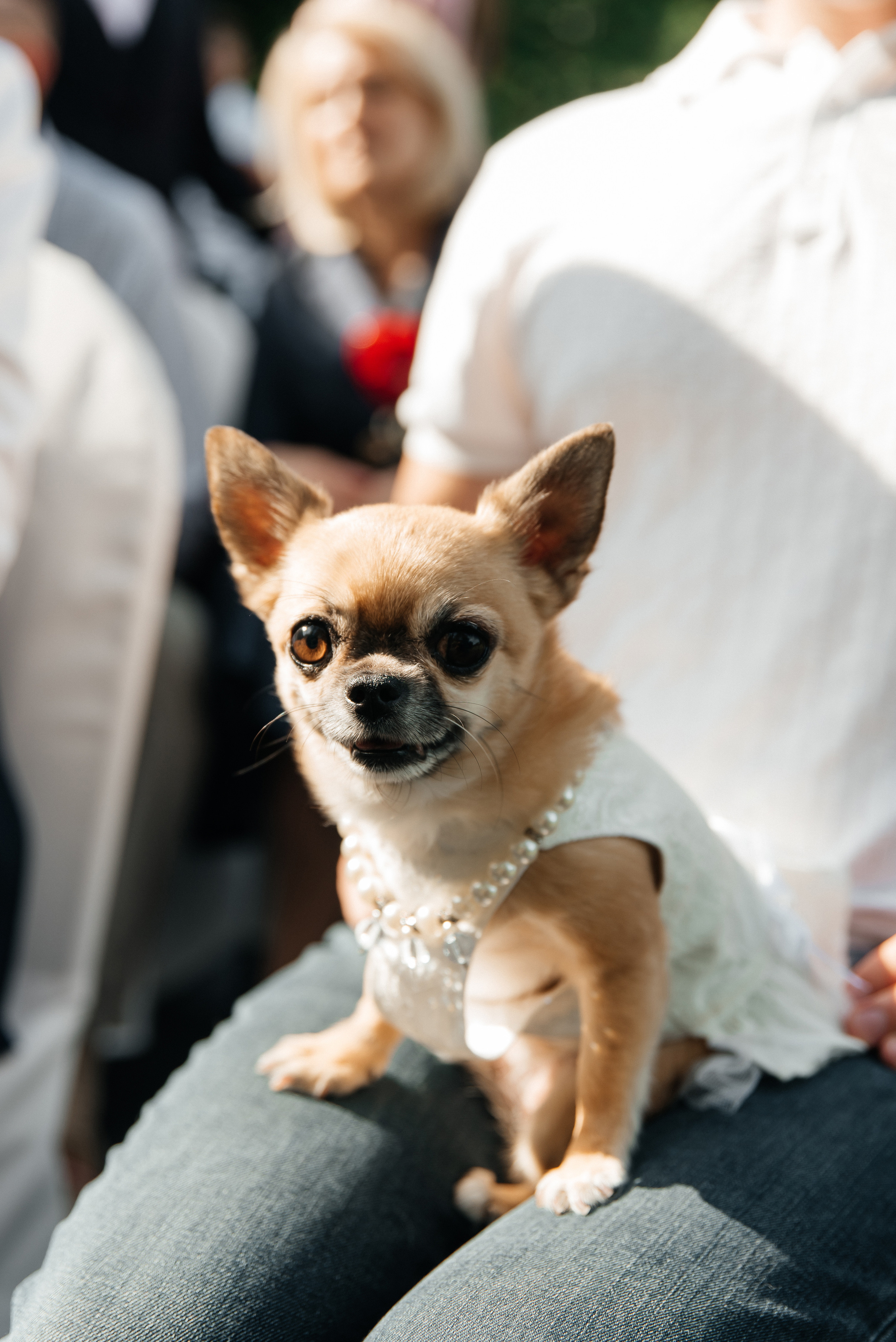 Vlad & Lisa. Wedding and family photographer in Dubai Vasilii Albul