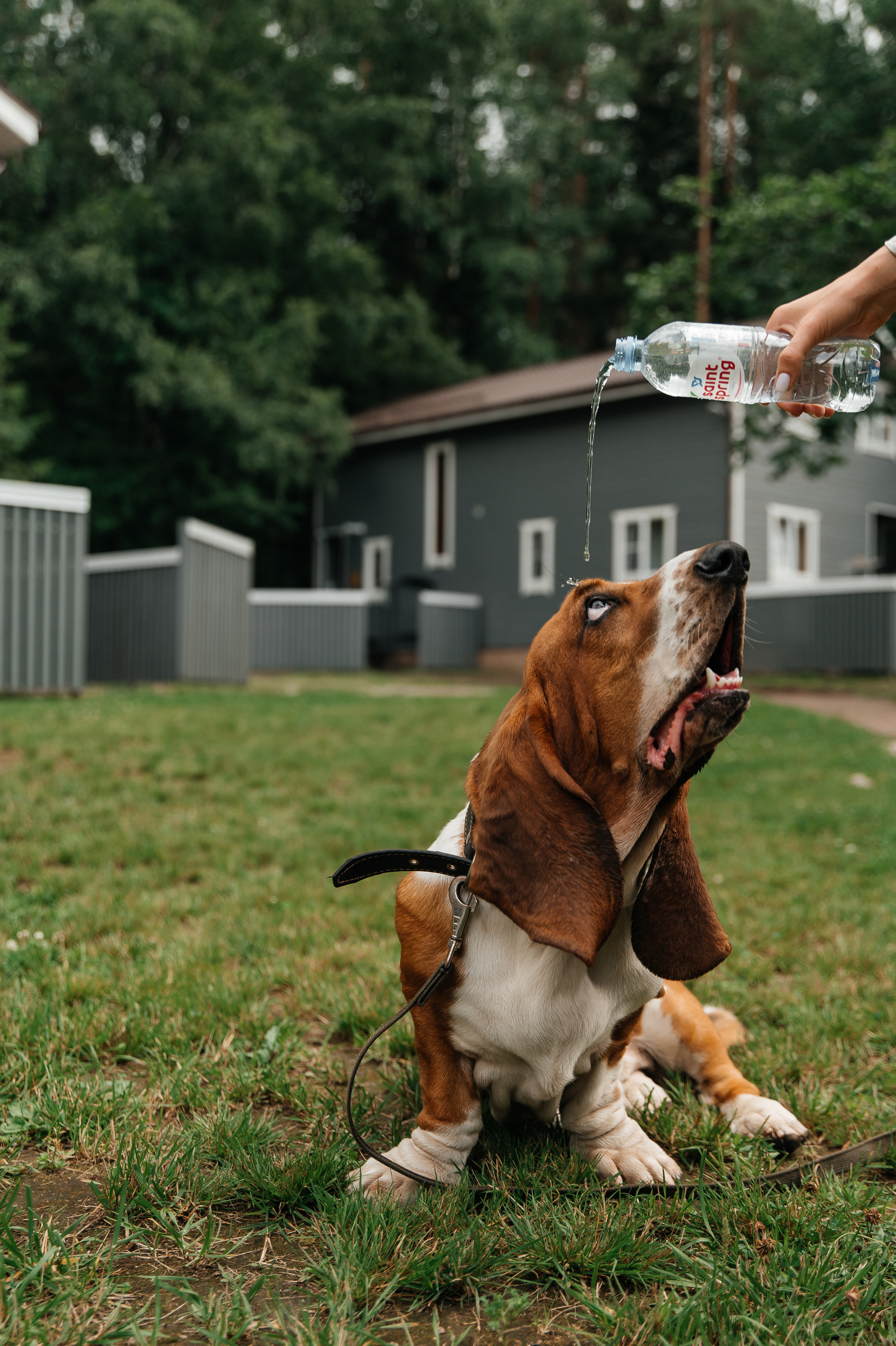 Wedding with dog. Wedding and family photographer in Dubai Vasilii Albul