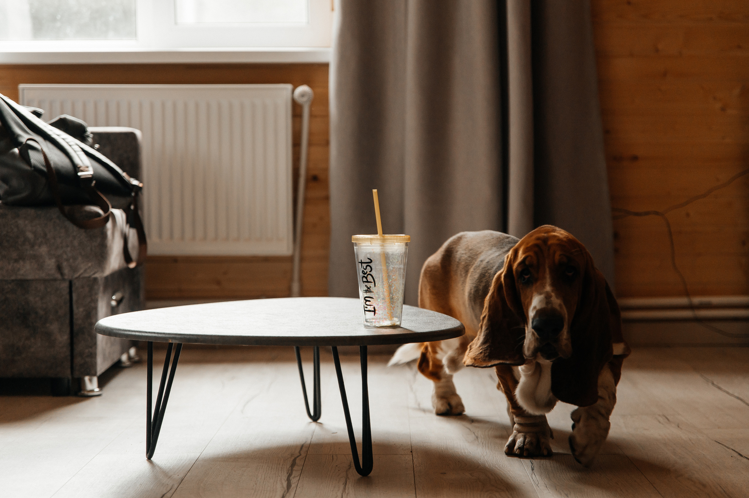 Wedding with dog. Wedding and family photographer in Dubai Vasilii Albul