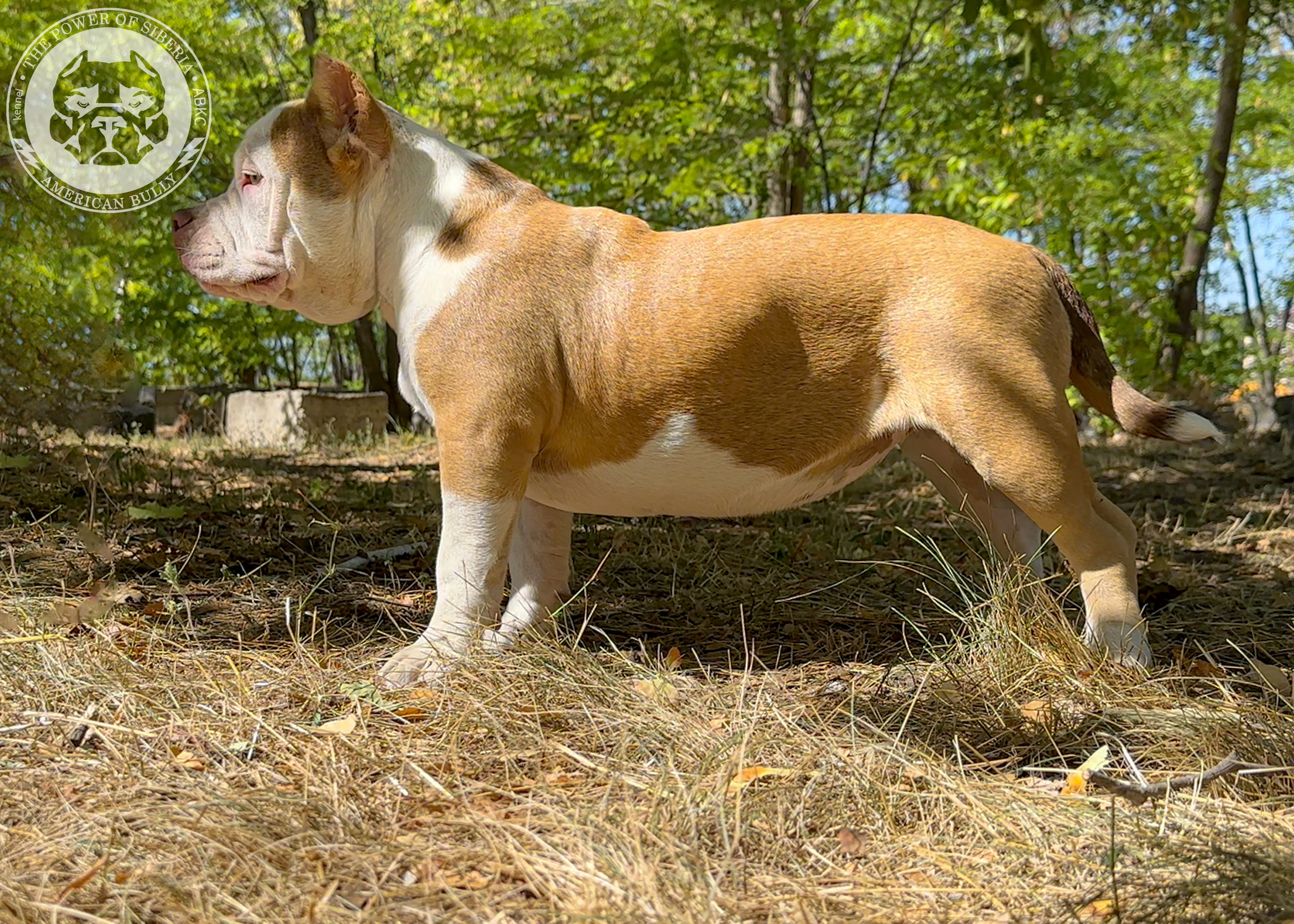 Помет Каспер и Тагира. 21.04.25. Американский Булли в г. Ростов-на-Дону. Питомник THE POWER OF SIBERIA