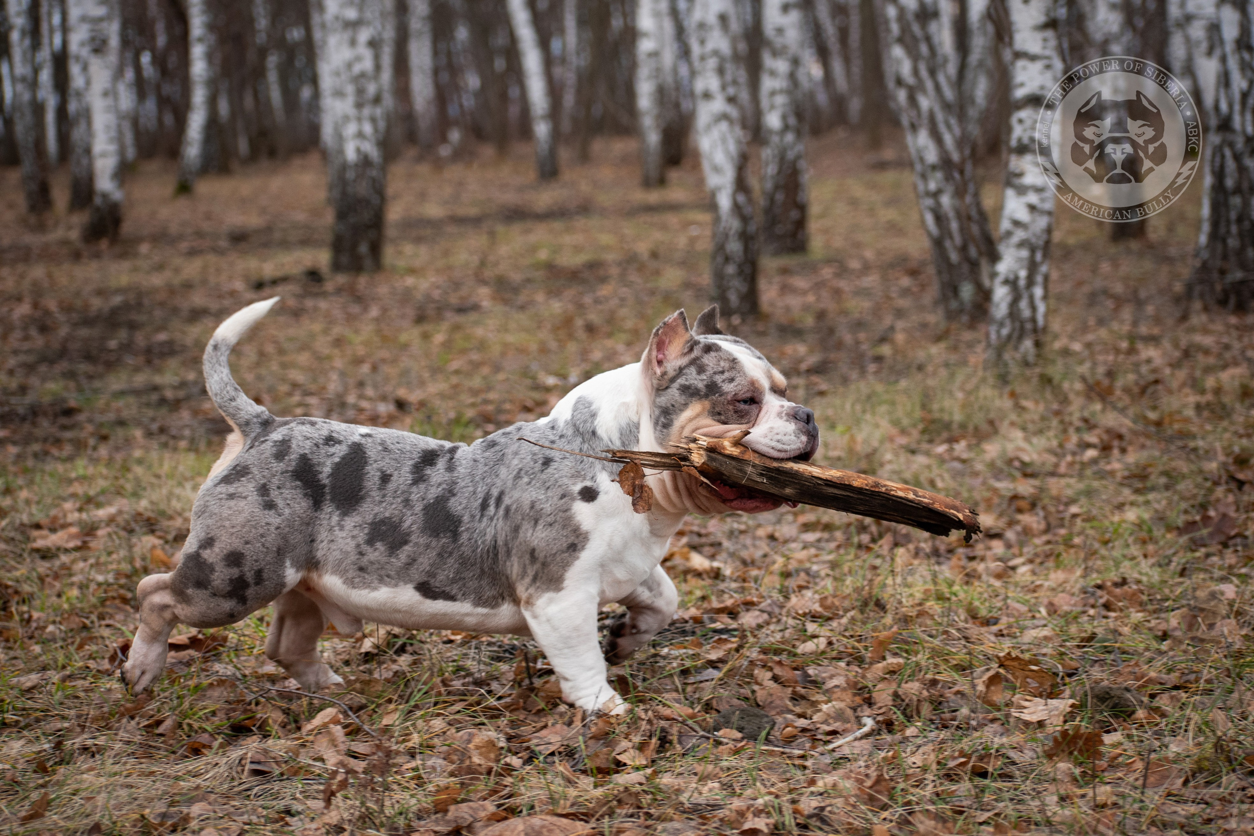 кобель на вязку American Bully в Минске