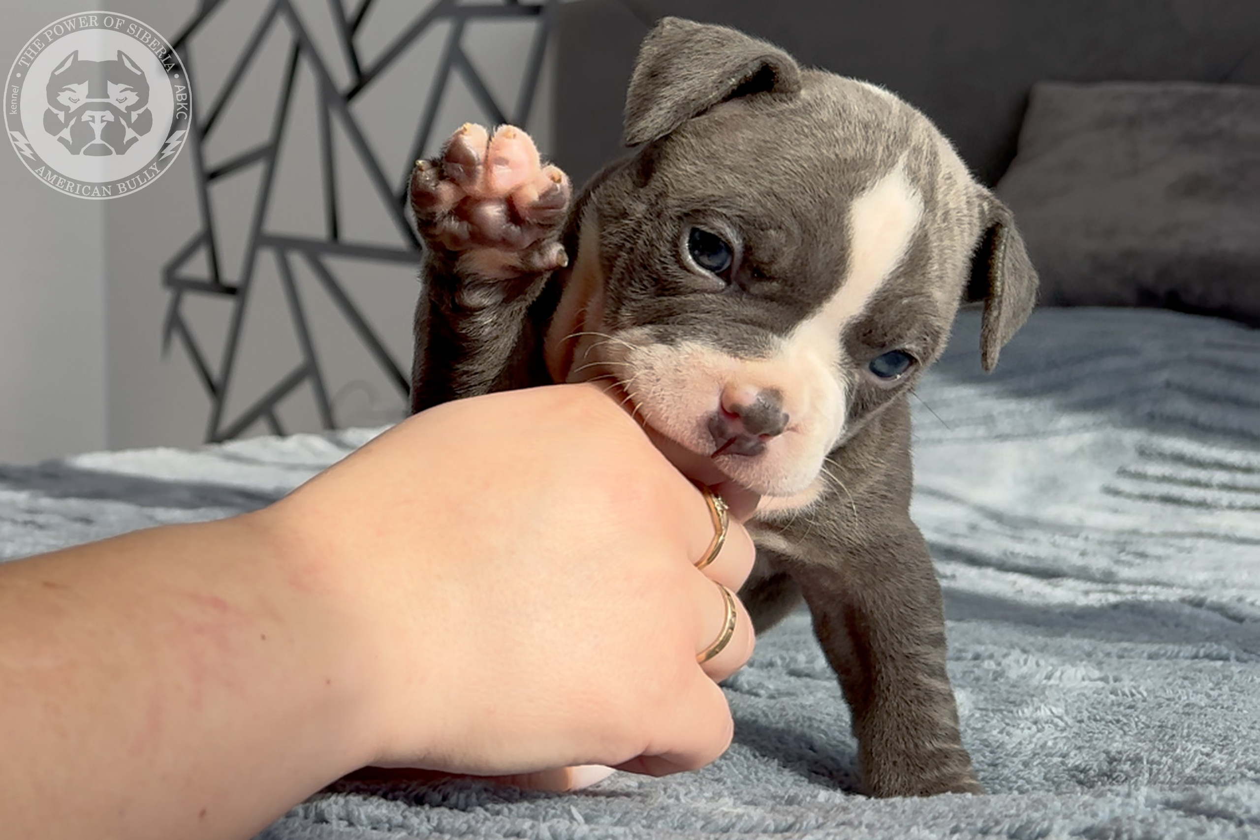 Свободные щенки Американский Булли стандарт и Свободные щенки Американский Булли классик. Американский Булли в г. Ростов-на-Дону. Питомник THE POWER OF SIBERIA