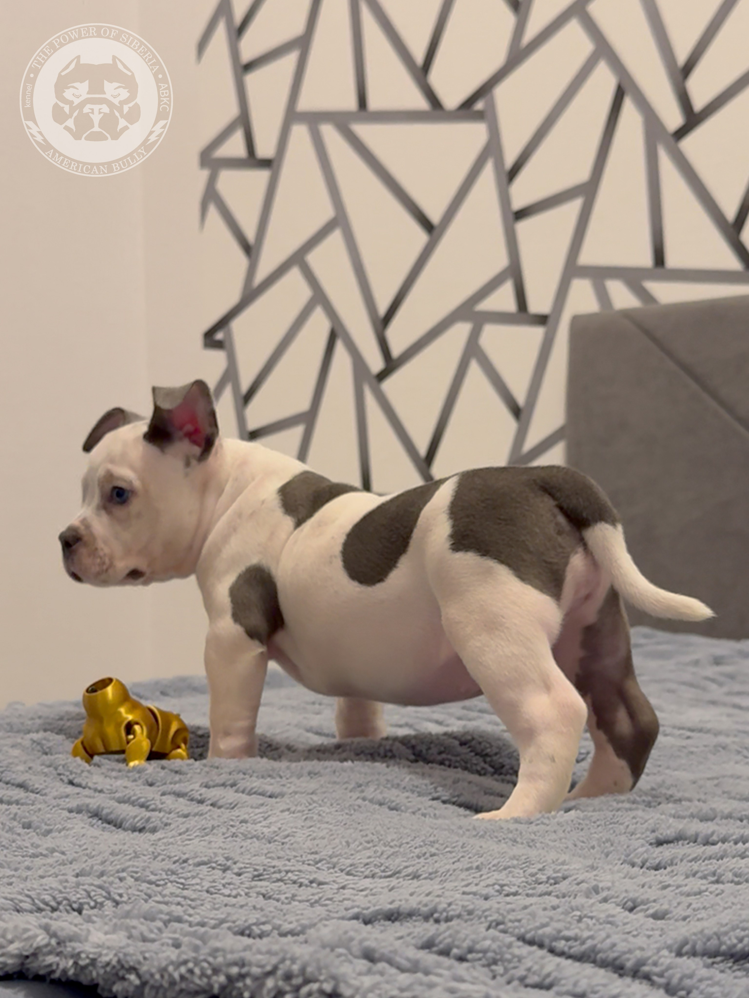 Свободные щенки Американский Булли, в типах покет, классик, стандарт. Американский Булли в г. Ростов-на-Дону. Питомник THE POWER OF SIBERIA