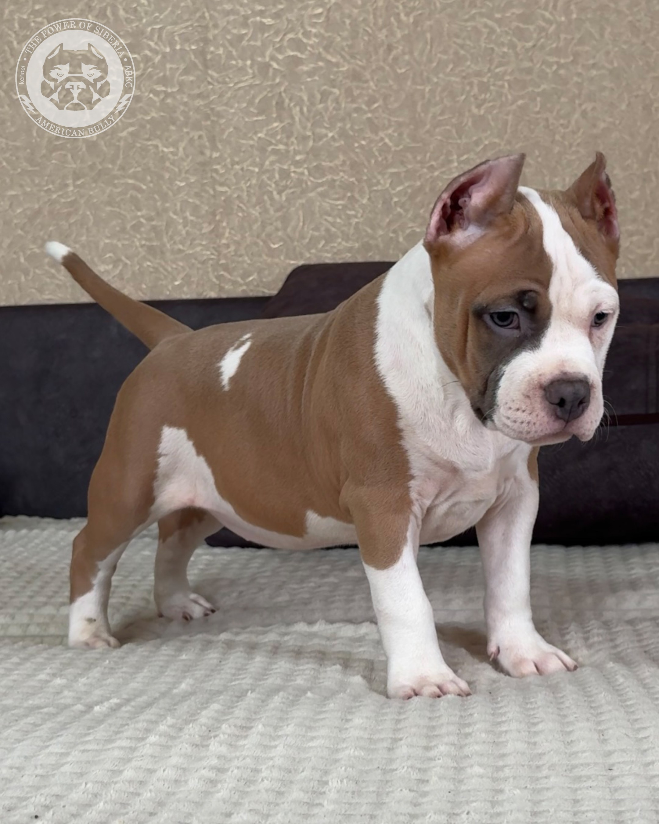 13.12.25-Мия-Турук. Американский Булли в г. Ростов-на-Дону. Питомник THE POWER OF SIBERIA
