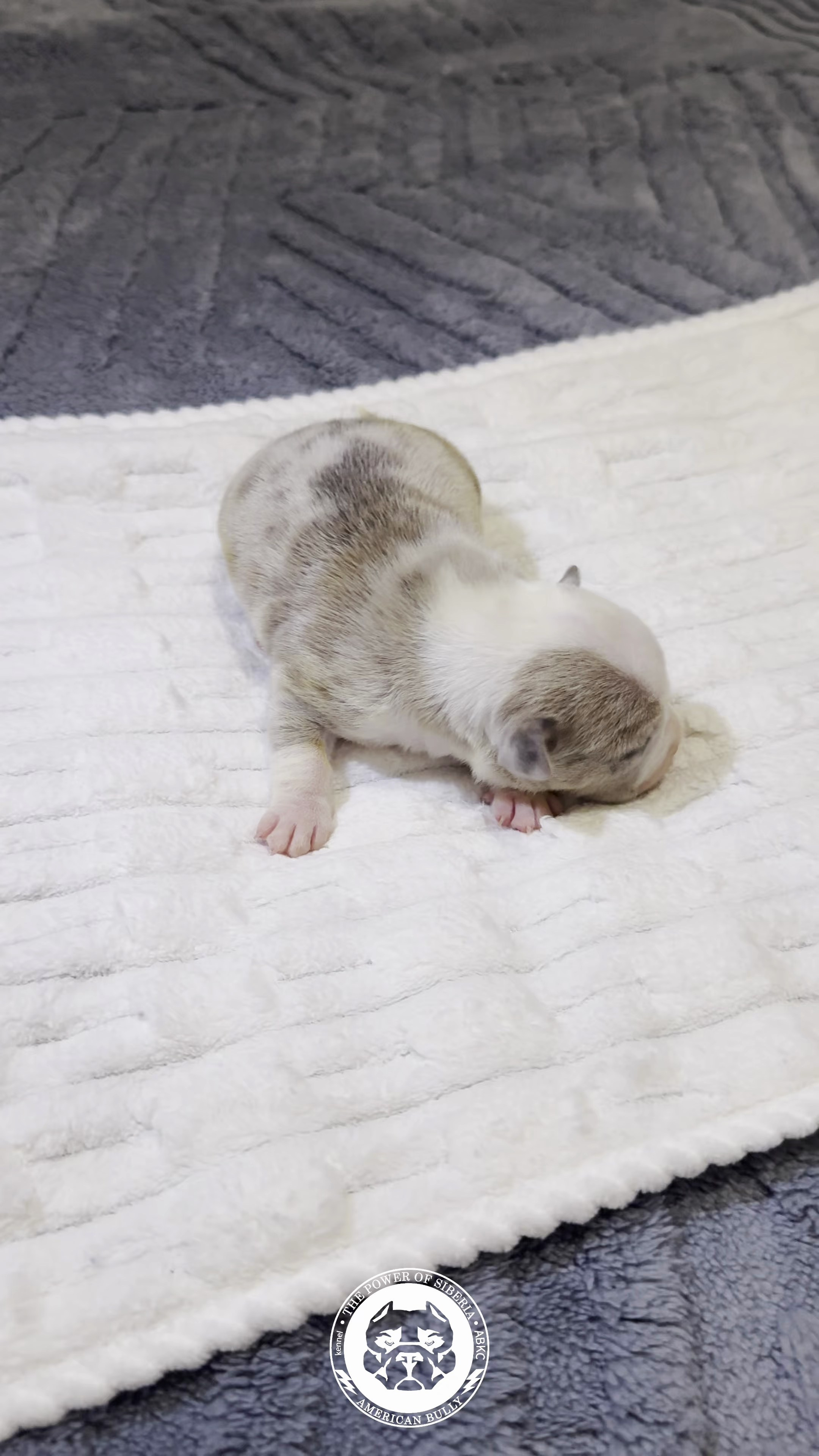 Свободные щенки Американский Булли стандарт и Свободные щенки Американский Булли классик. Американский Булли в г. Ростов-на-Дону. Питомник THE POWER OF SIBERIA