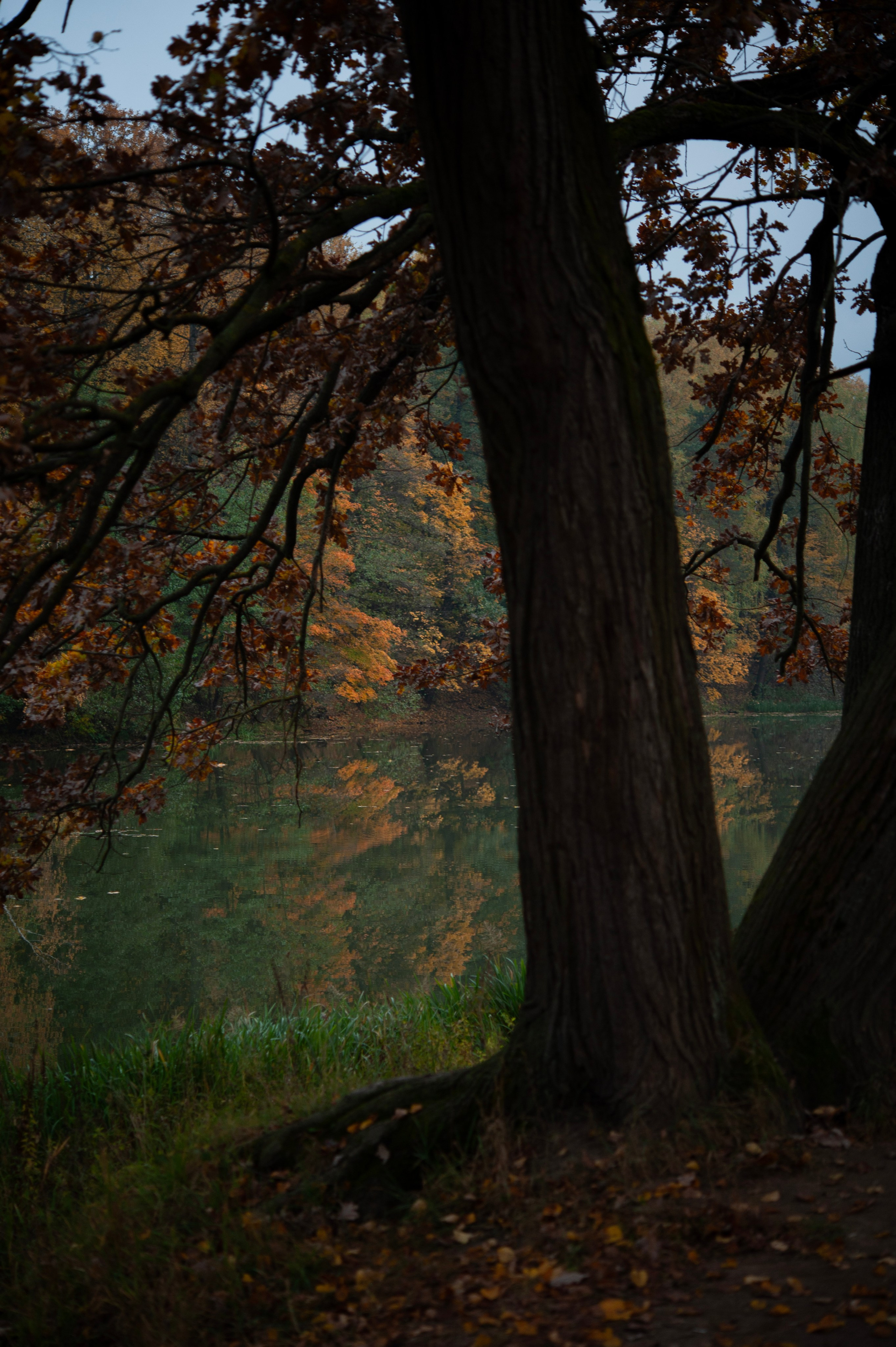 DIGITAL. Director of photography