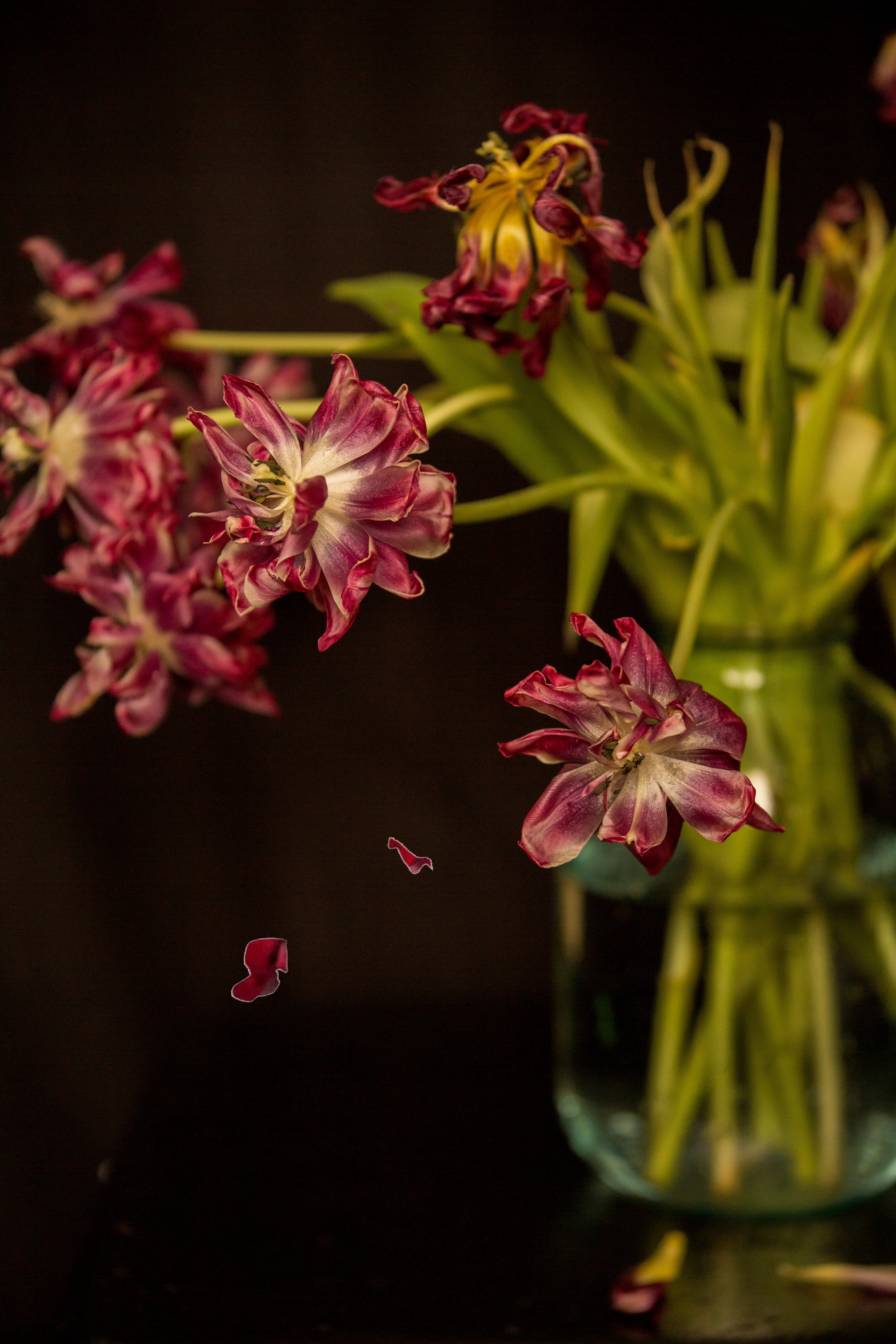 Увядшие тюльпаны. Свадебный и семейный фотограф в Абхазии Эля Цишба