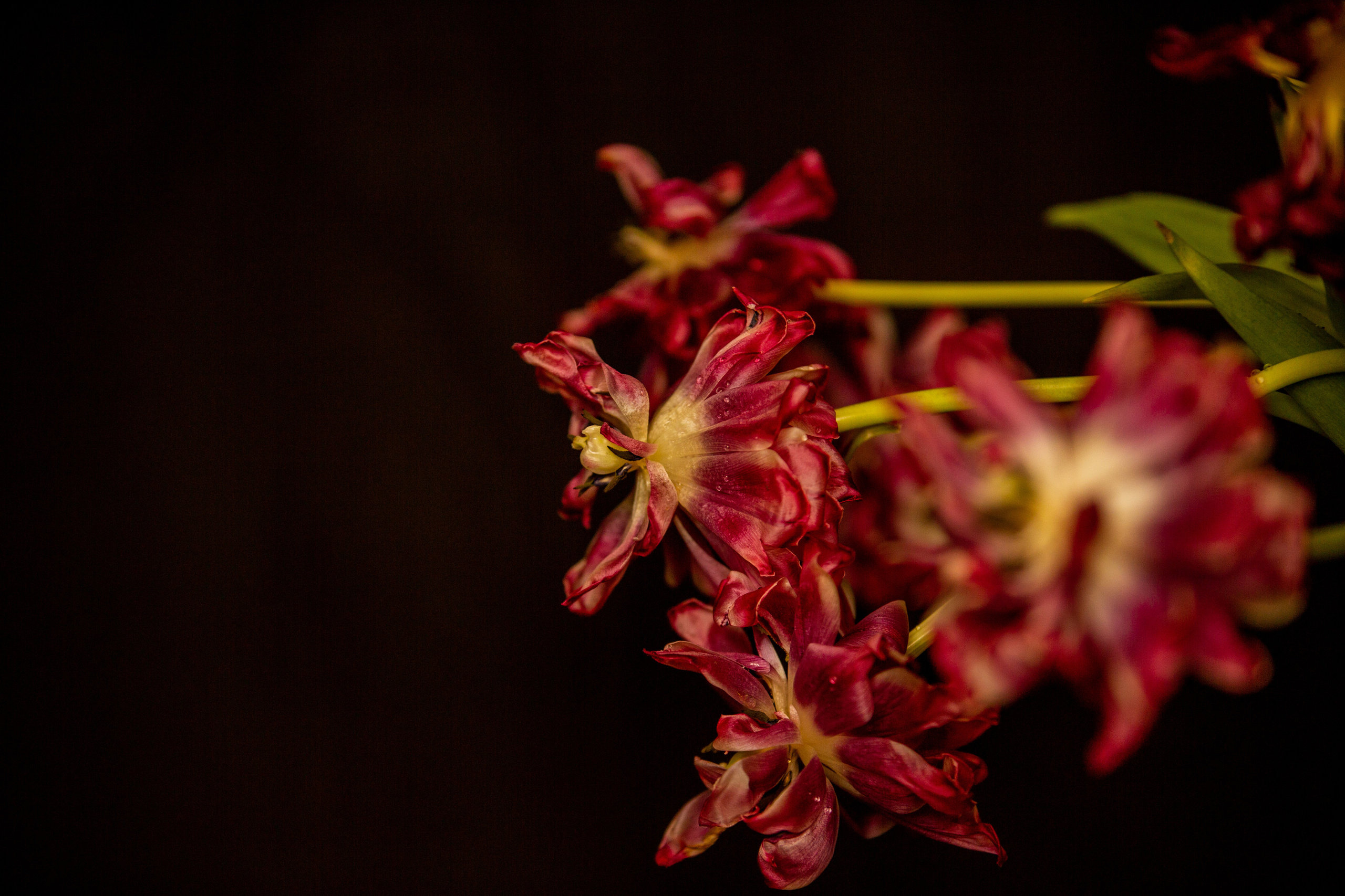 Элинка и тюльпаны. Свадебный и семейный фотограф в Абхазии Эля Цишба