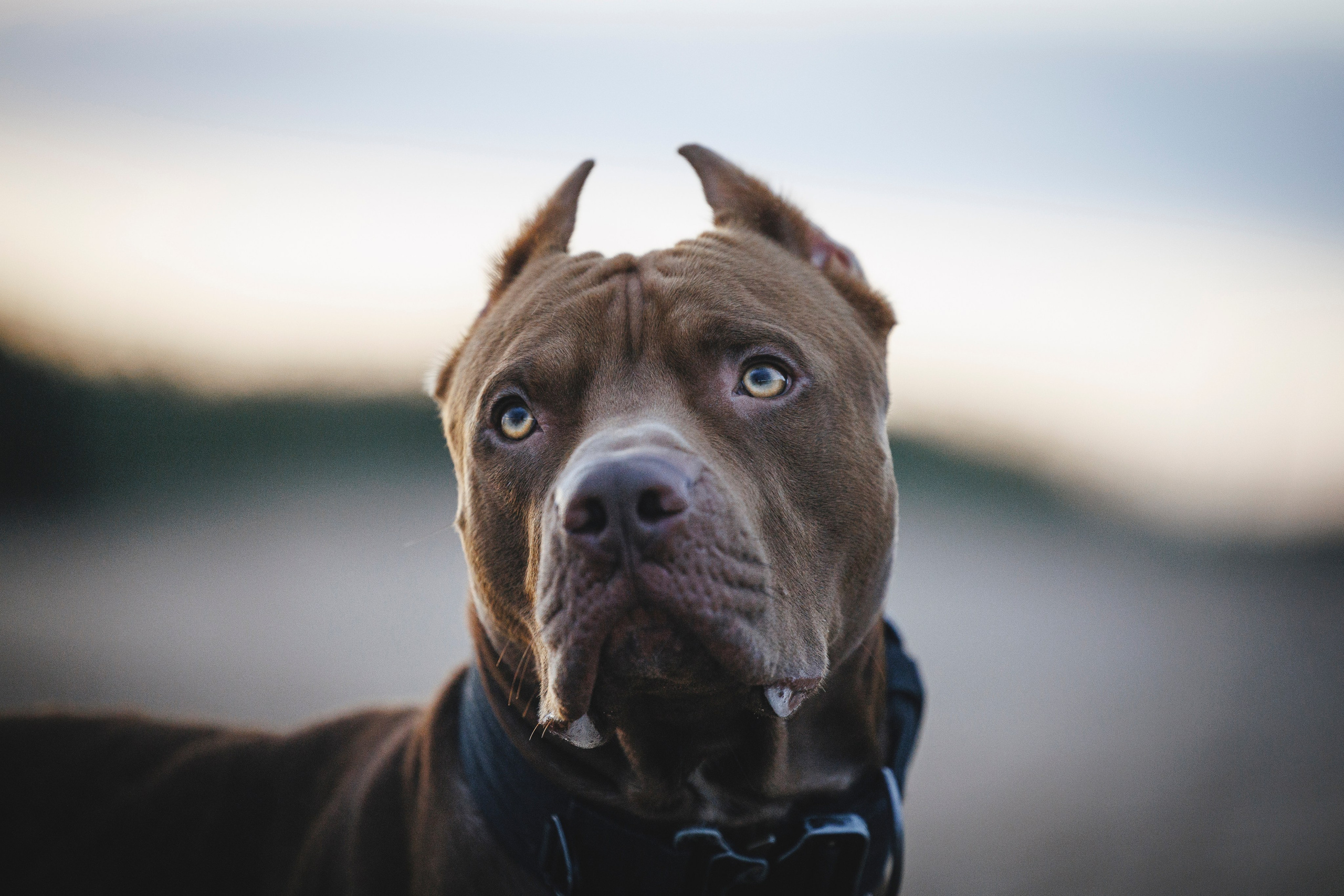 Яна и Энди. Фотограф-анималист Анна Маринич