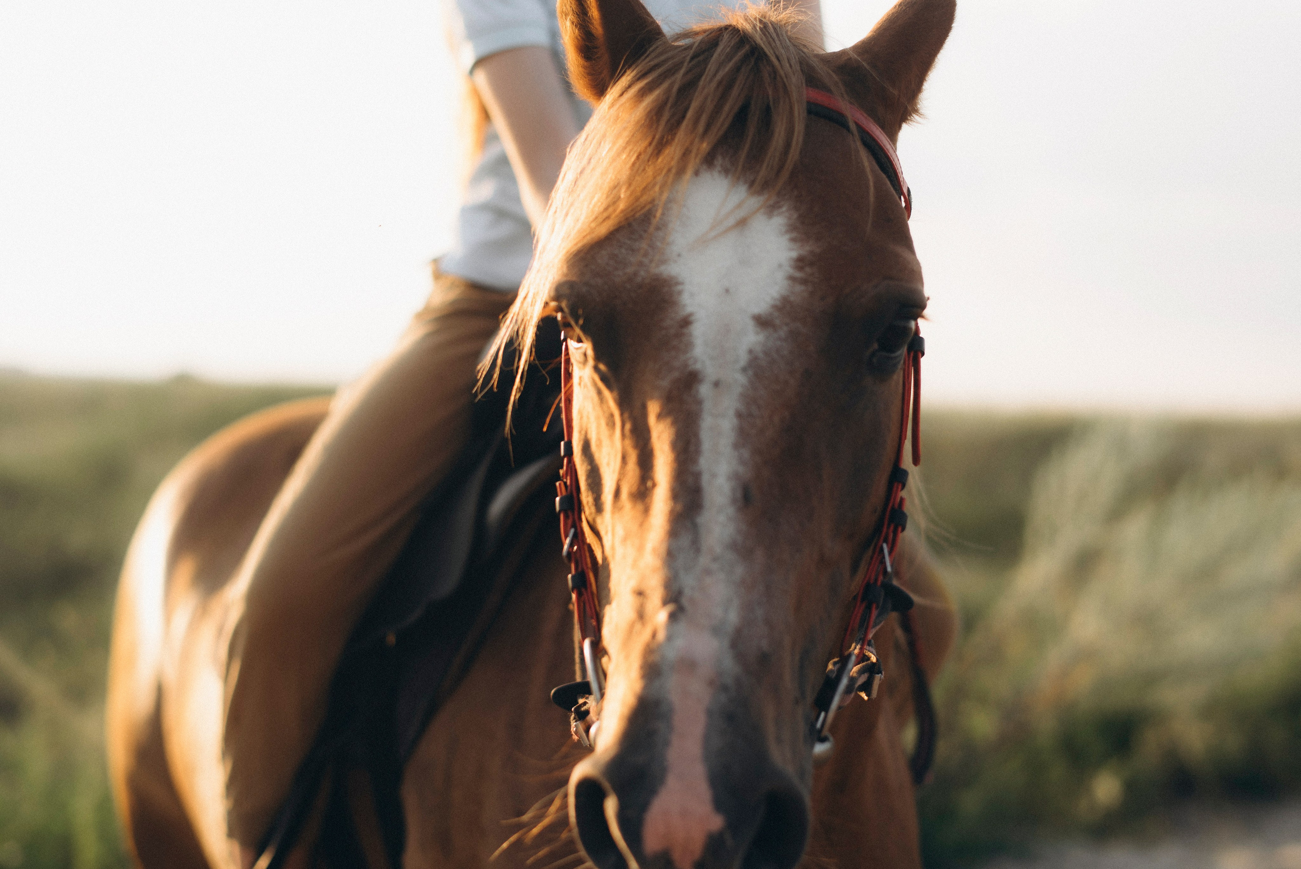 Август. Свадебный фотограф Ростов-на-Дону от 4 400 руб. |Кристина Гайсенюк