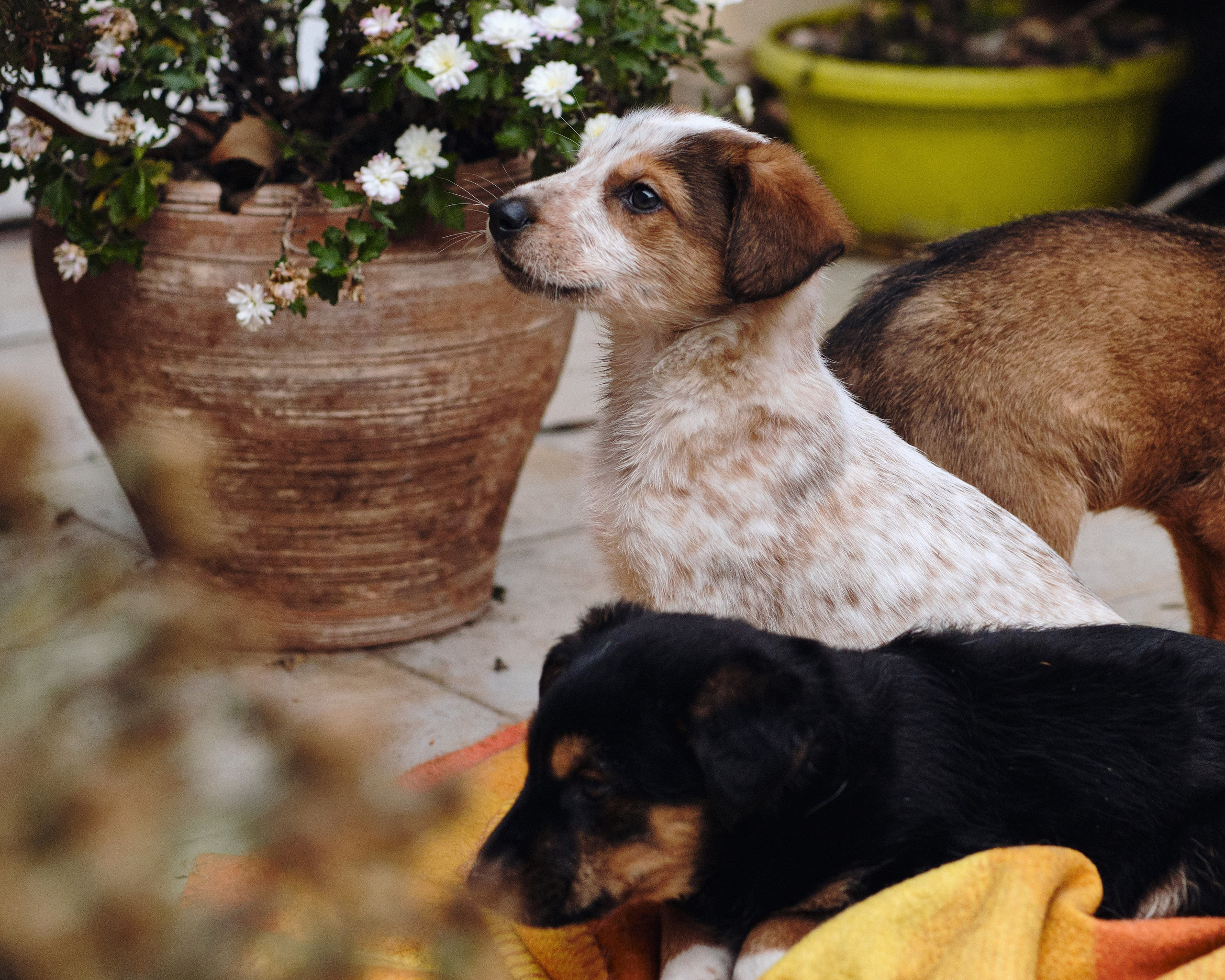 Animals. Sasha Shu — retoucher and photographer