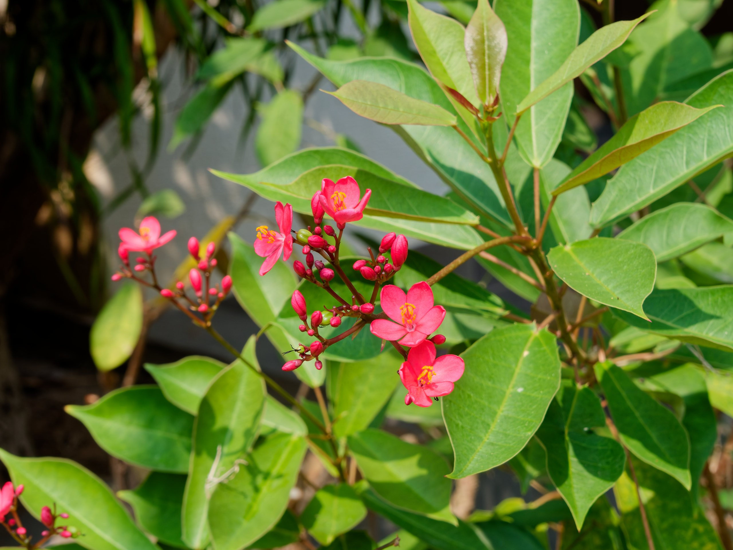 Хайнань 2026, флора, цветы и деревья. Фотопрогулки по Миру