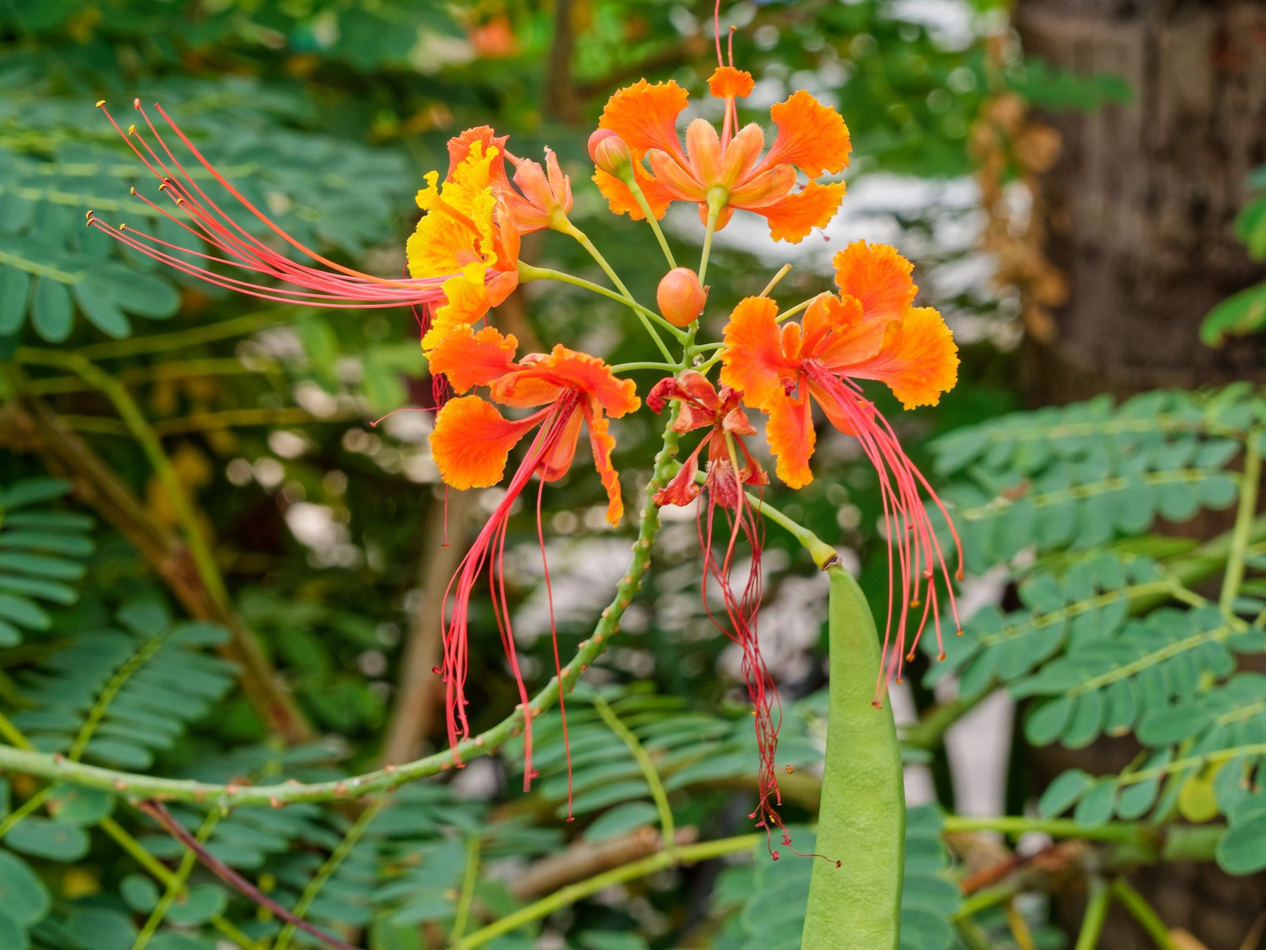 Хайнань 2026, флора, цветы и деревья. Фотопрогулки по Миру