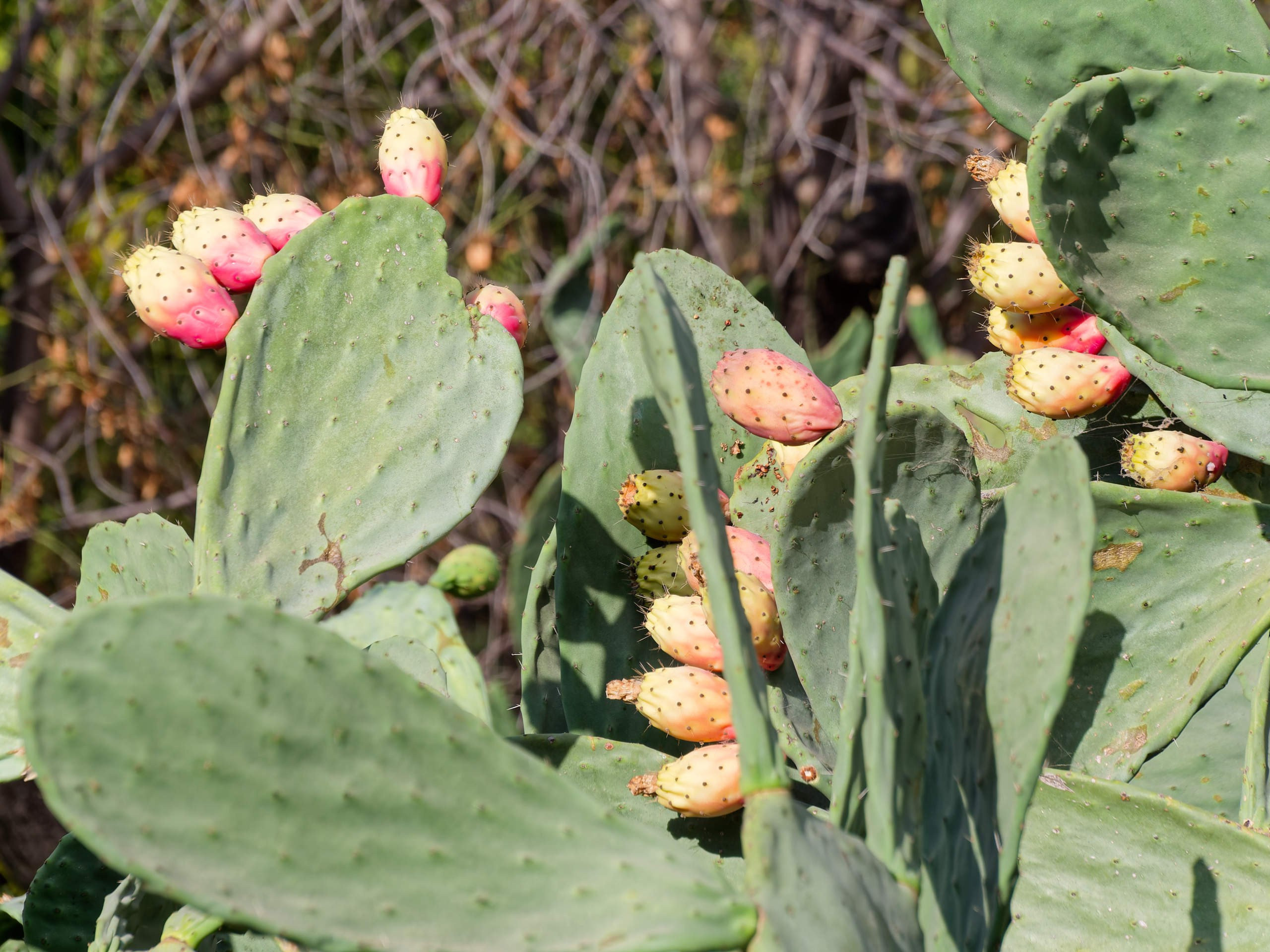 Алания 2025, крепость Alanya Kalesi. Избранные фотографии