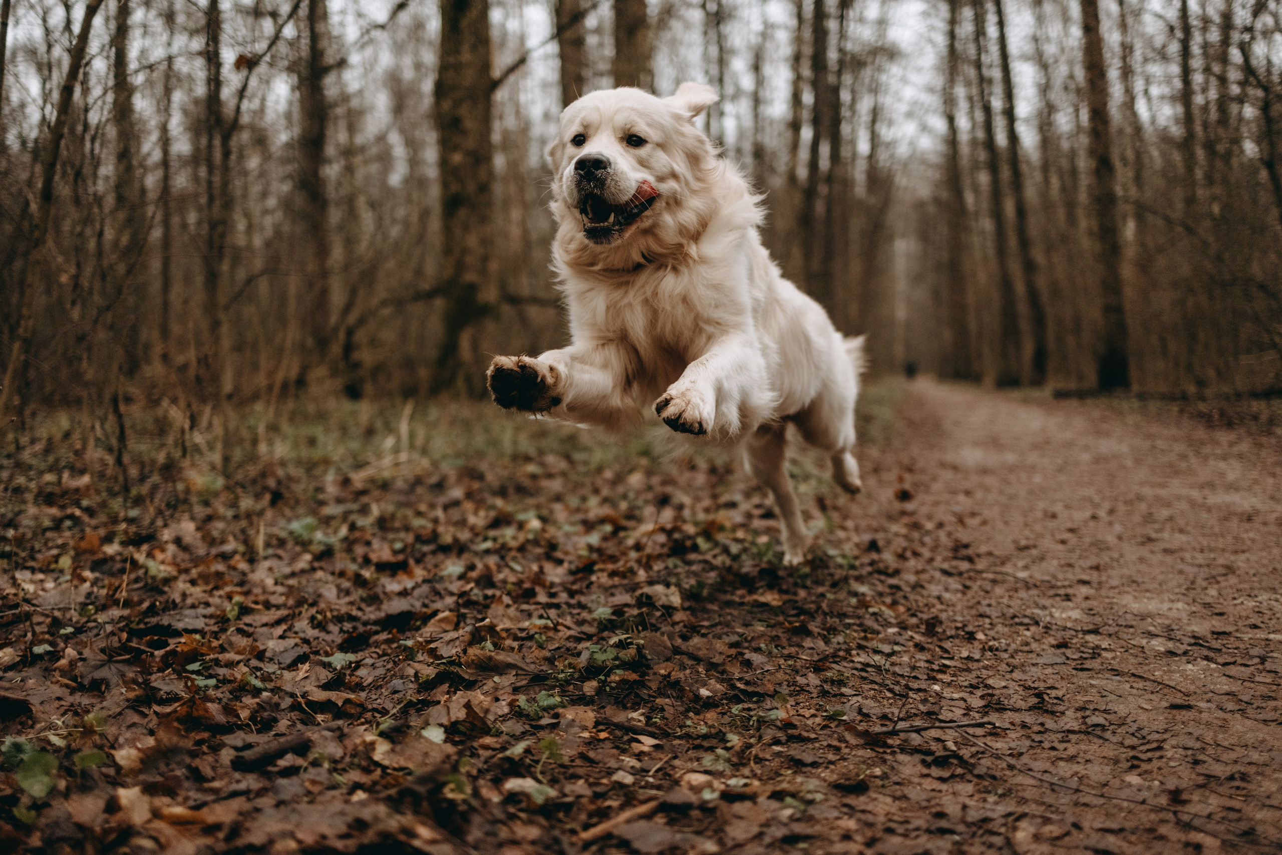 Лаки и его семья. Фотограф — Анималист | Санкт-Петербург