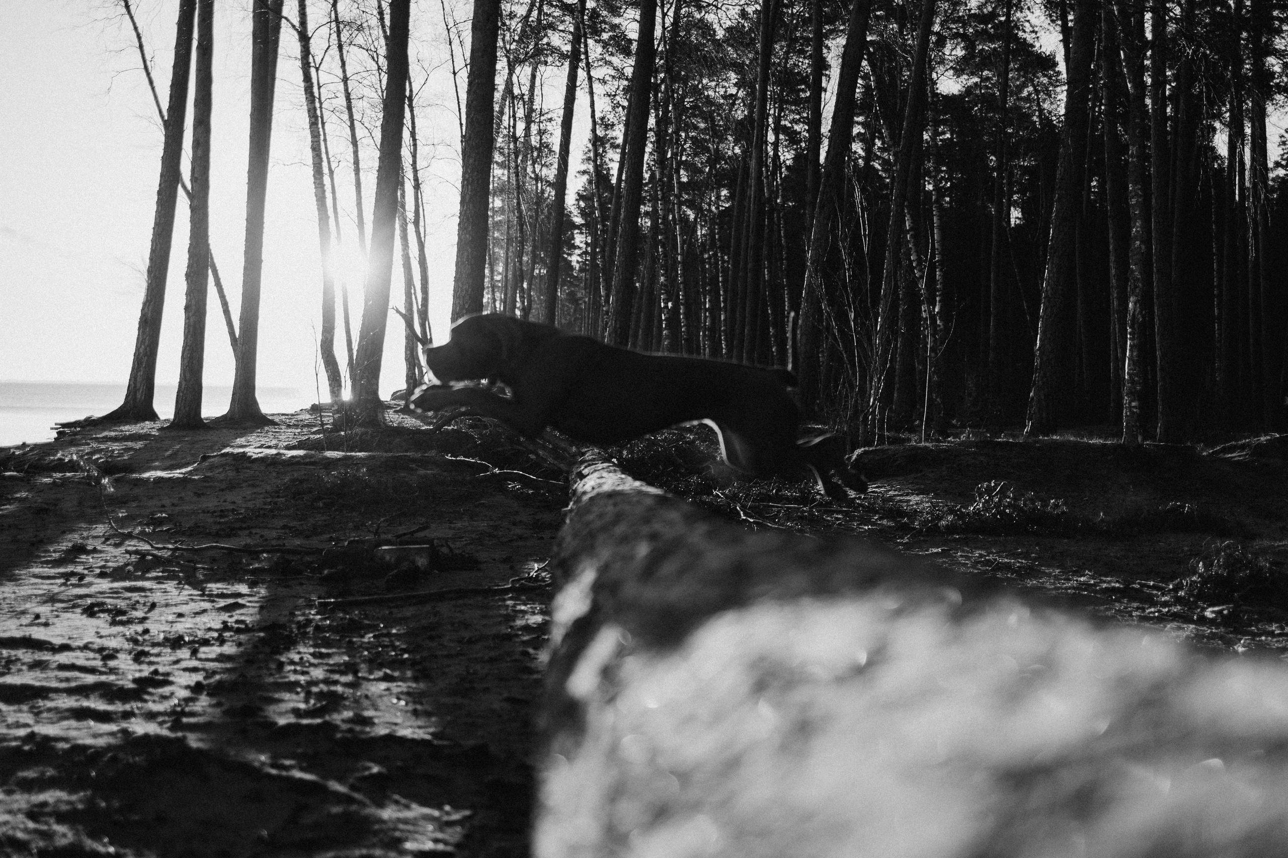 Анна и Лана. Фотограф — Анималист | Санкт-Петербург