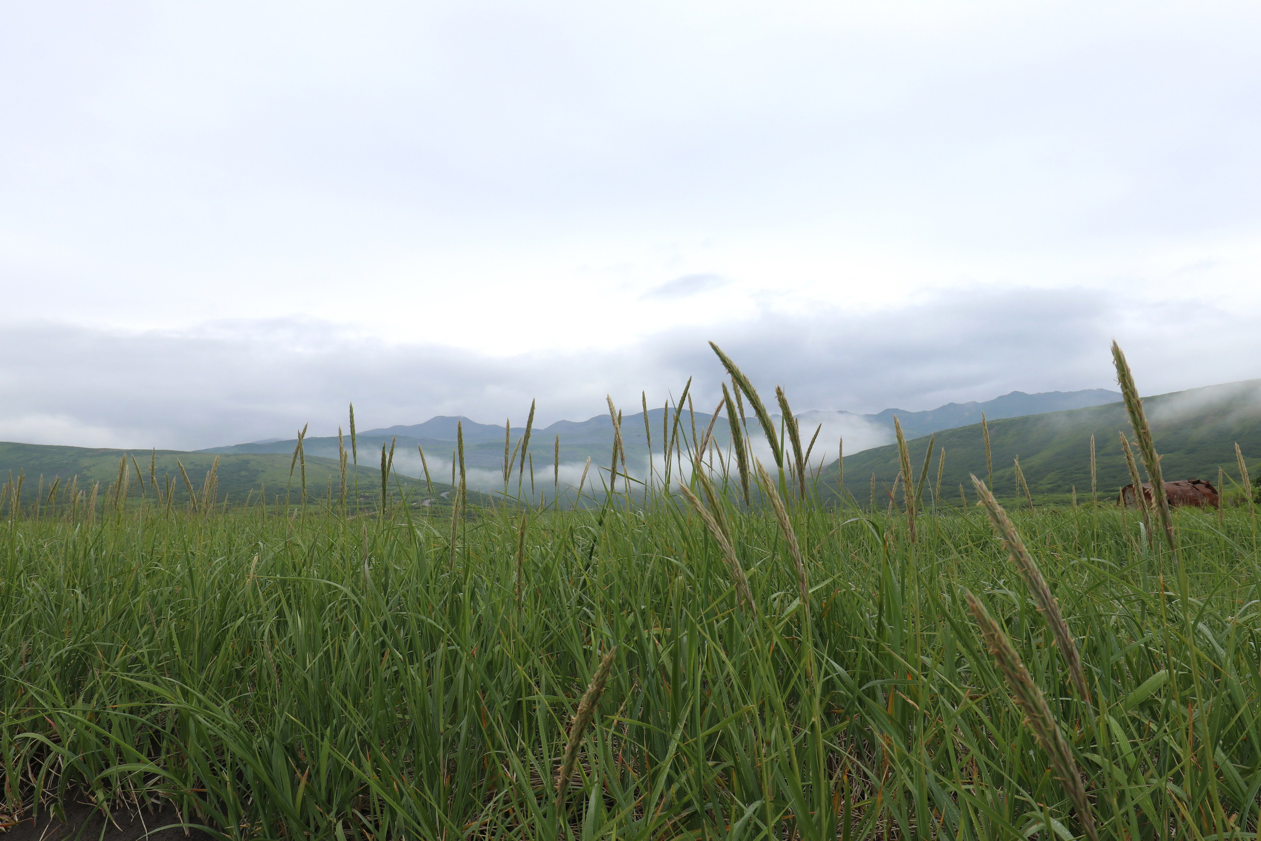 Камчатка и о. Парамушир. Июль 2024. Путешественник-фотограф из Санкт-Петербурга Татьяна Свистулина