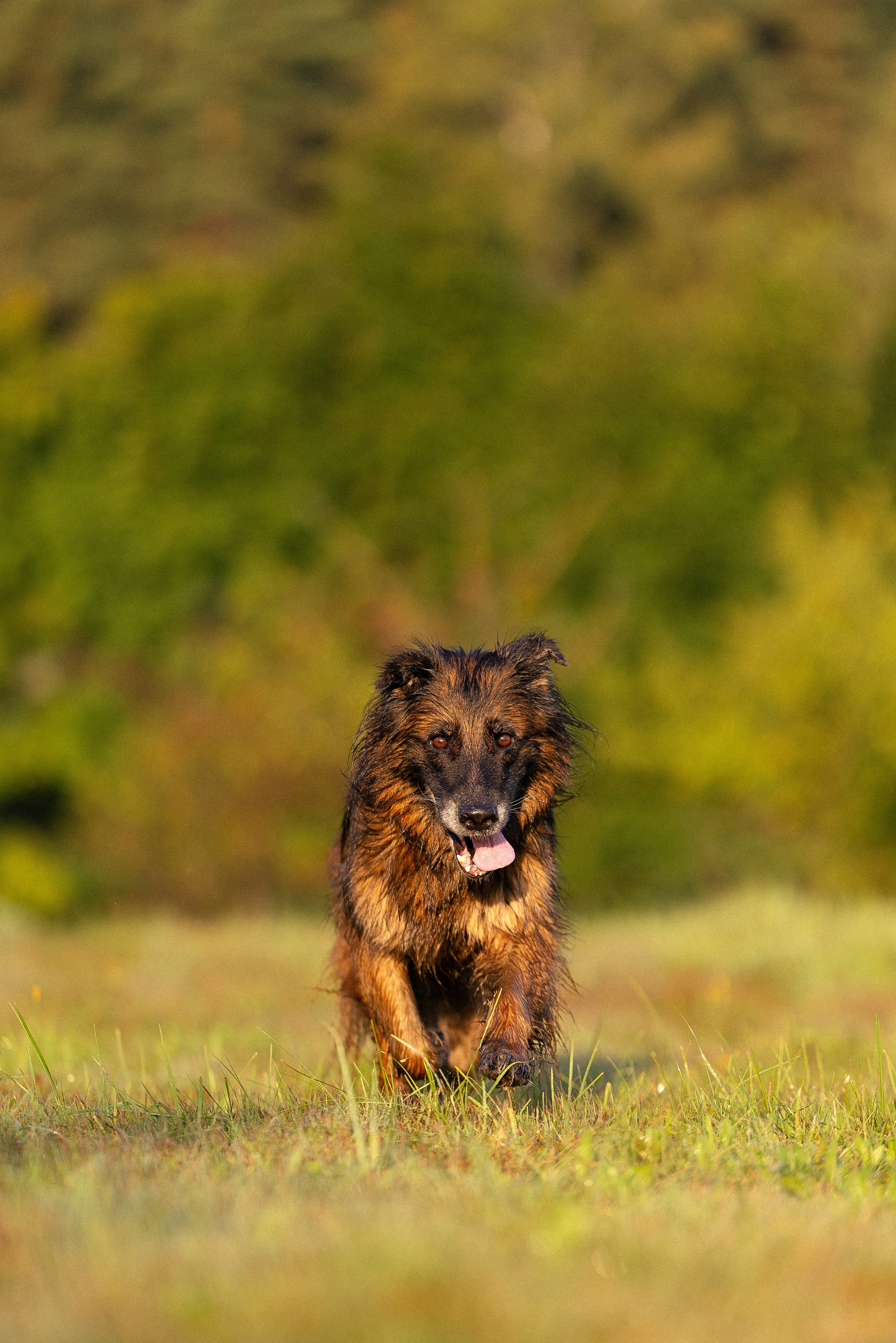 Алена, Матвей, Фанни и Фрея. Фотограф и видеограф анималист Аганина Дарья