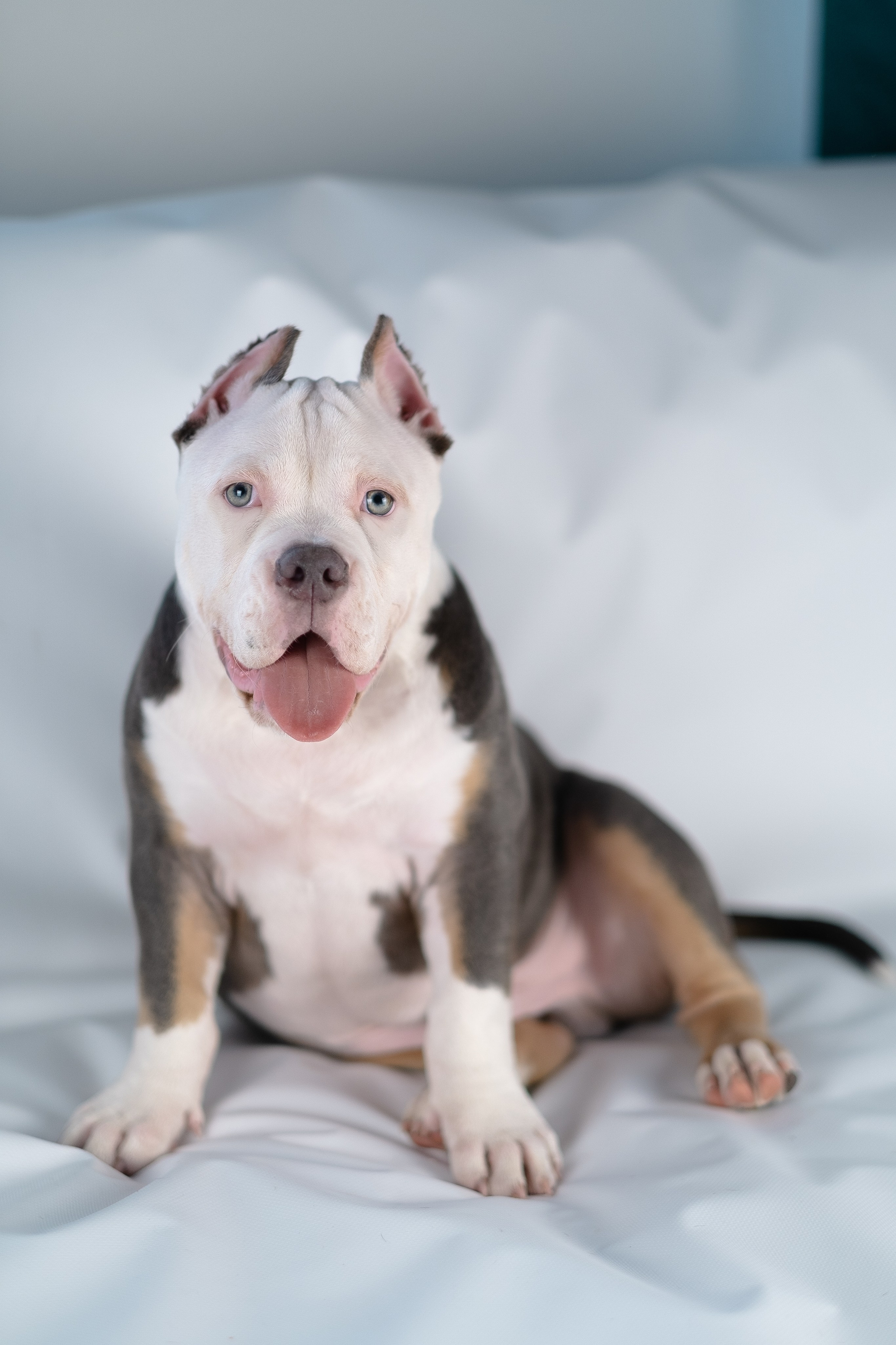 Зевс. Фотограф и видеограф анималист Аганина Дарья