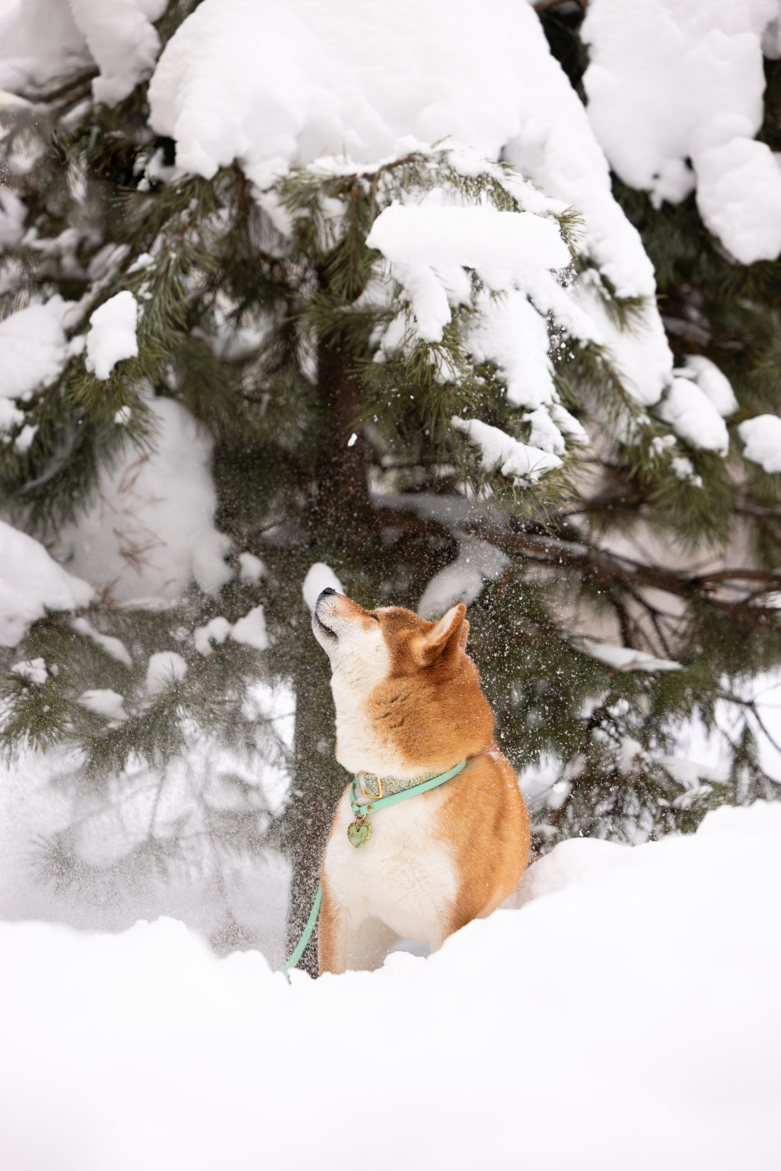 Юми, Серж и Тоши. Фотограф и видеограф анималист Аганина Дарья