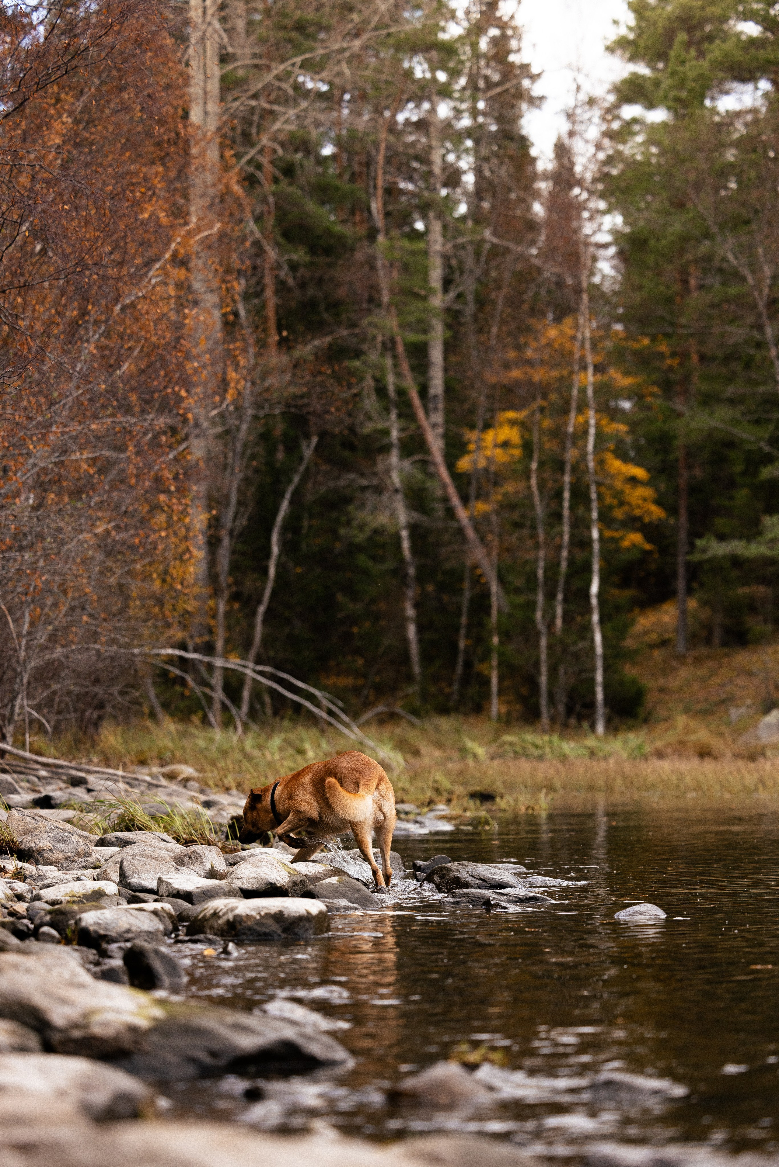 Karelia. Фотограф и видеограф анималист Аганина Дарья