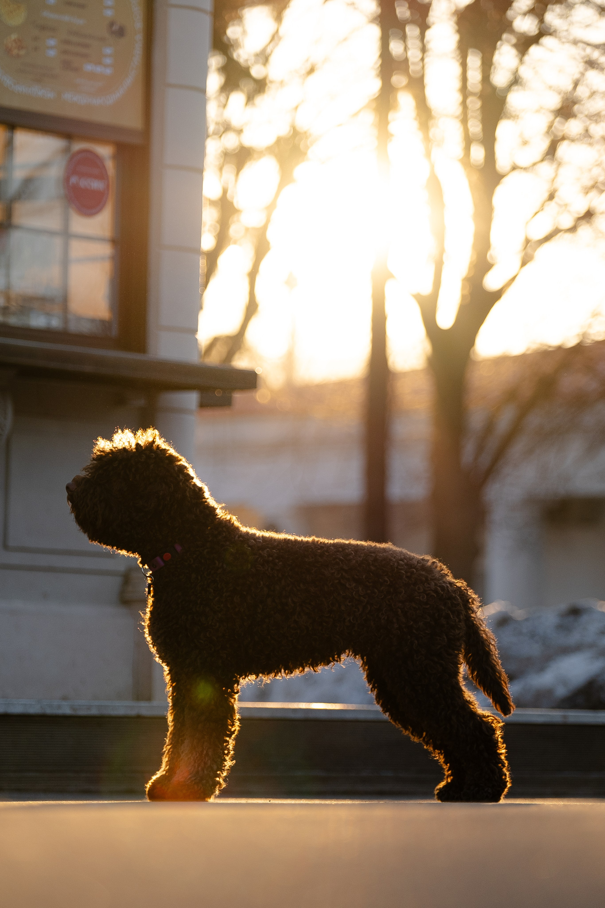 Тьеринна и Миша. Фотограф и видеограф анималист Аганина Дарья
