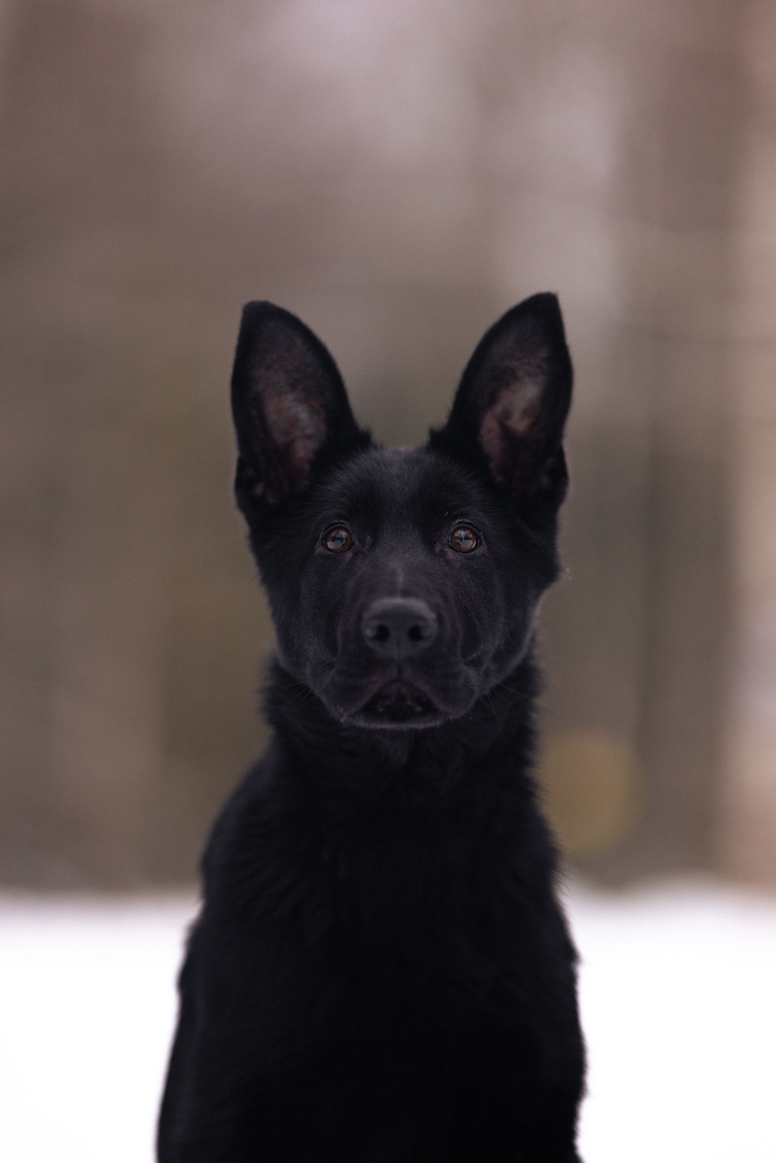 Немецкая овчарка. Фотограф и видеограф анималист Аганина Дарья
