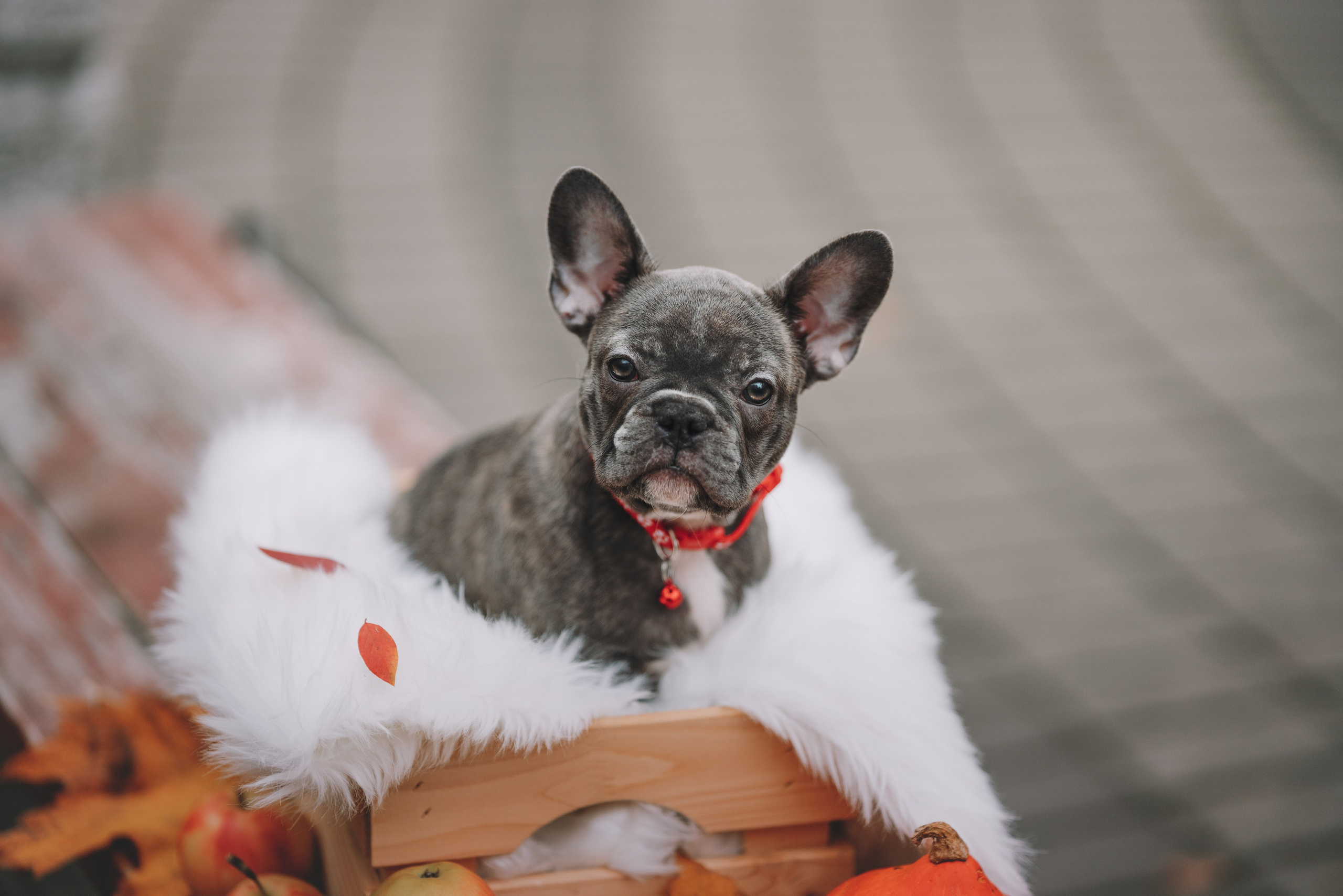 Французские бульдоги. Фотограф анималист Осипчикова Мария