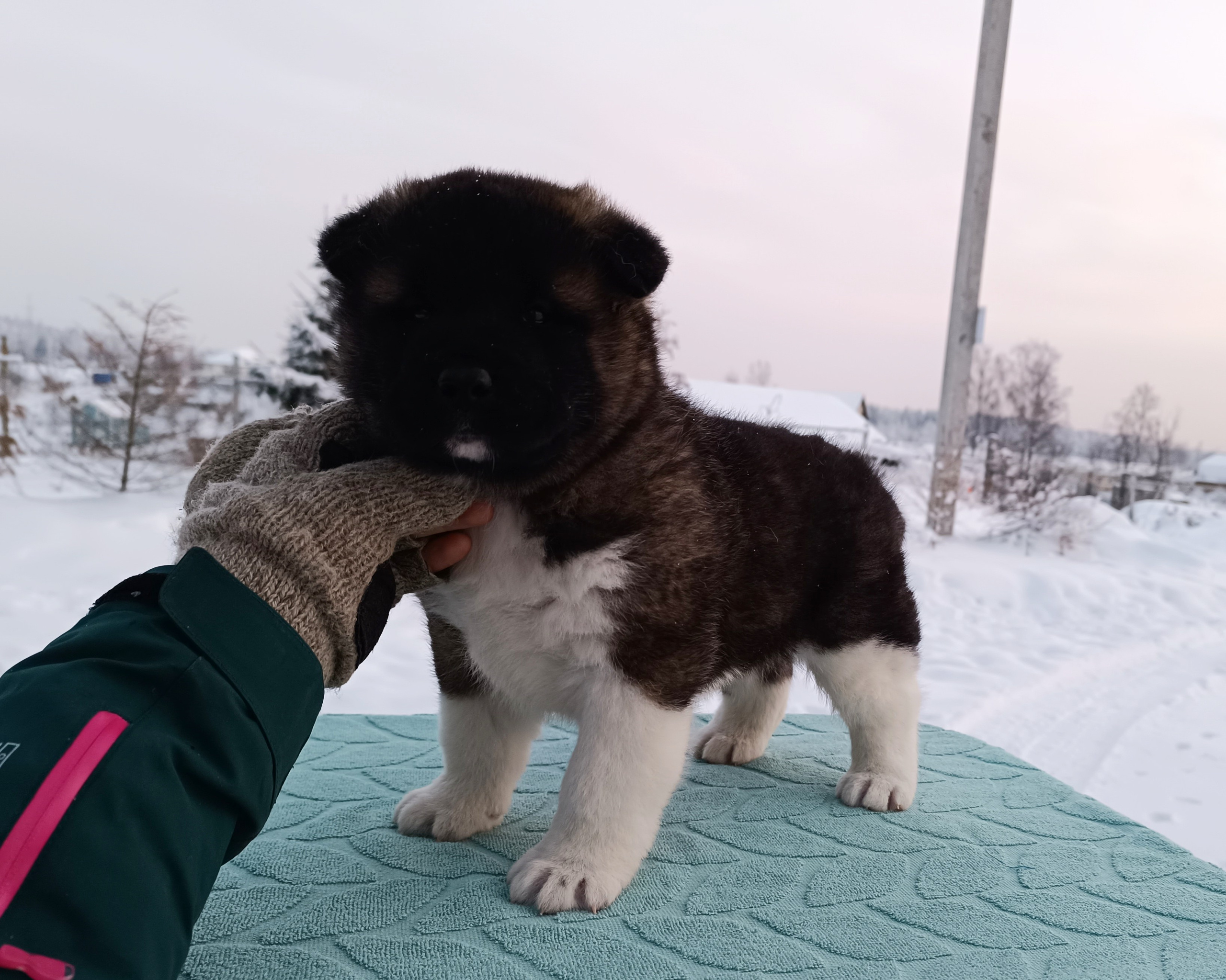 Rubylight Ctsar'. Американская акита I Сиба ину I Питомник RUBYLIGHT