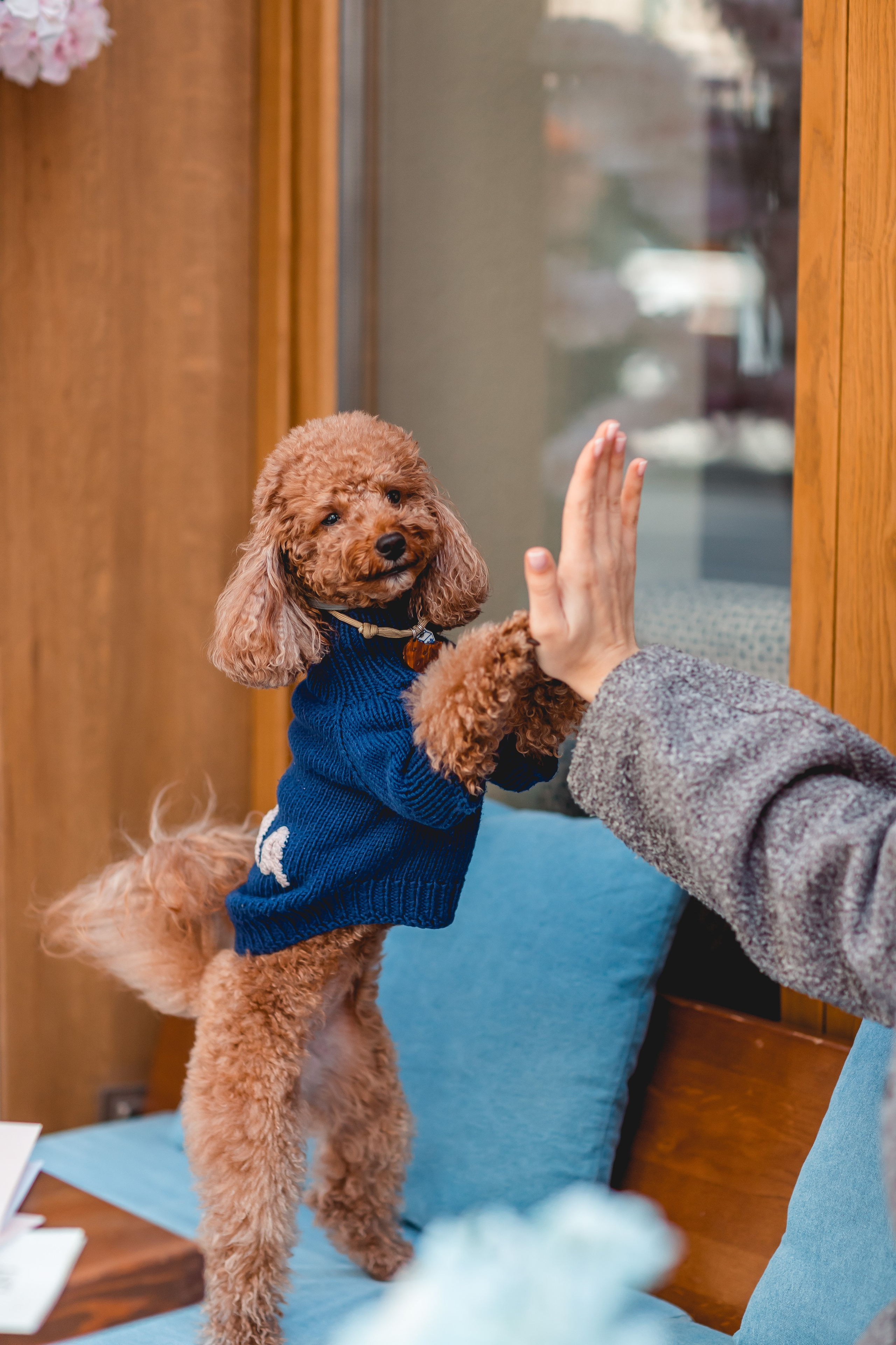 Катя и Джемма. Семейный фотограф анималист Мария Крючкова