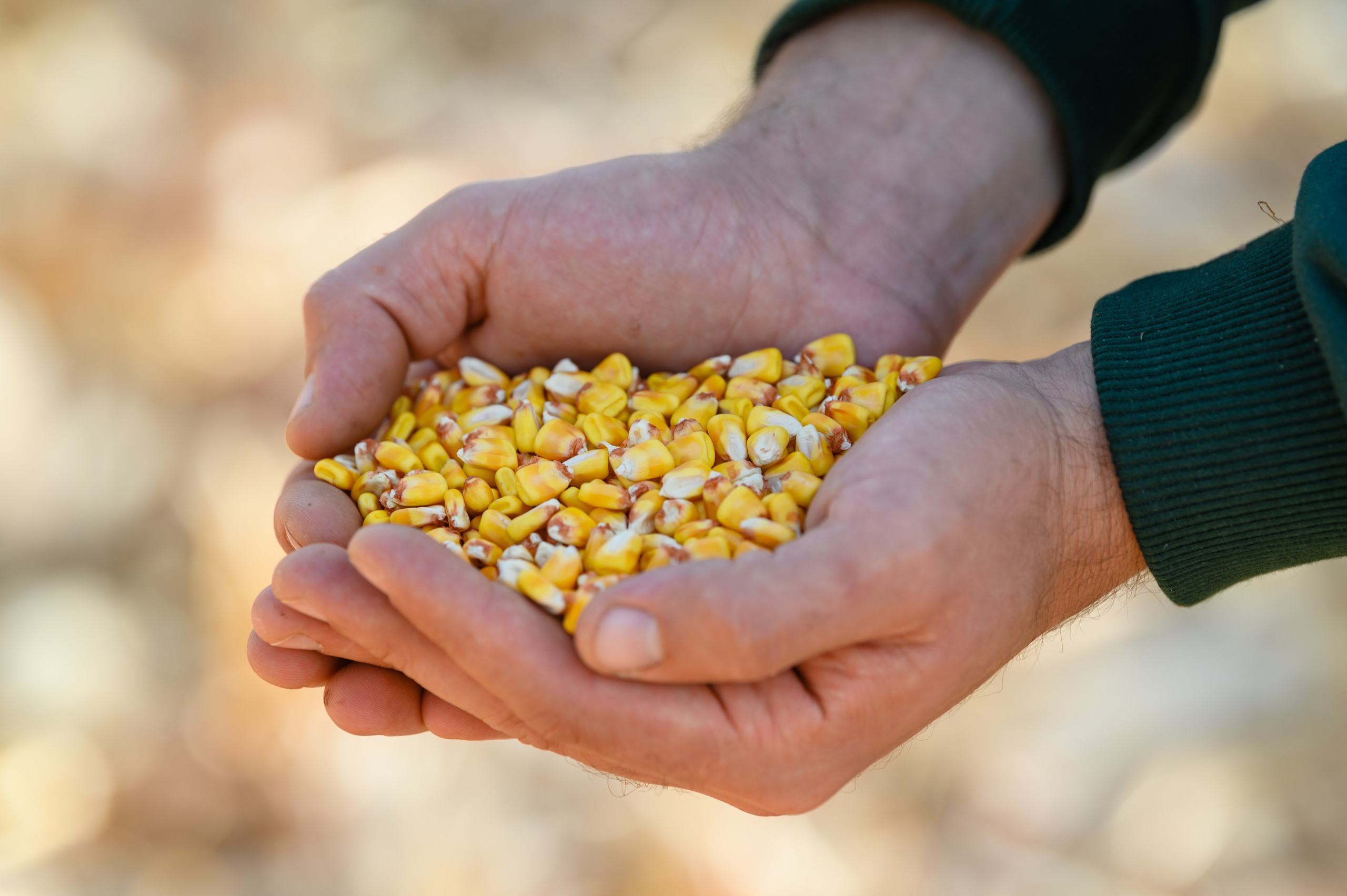 Проекты. Профессиональный фотограф Вячеслав Плацында | Липецк |