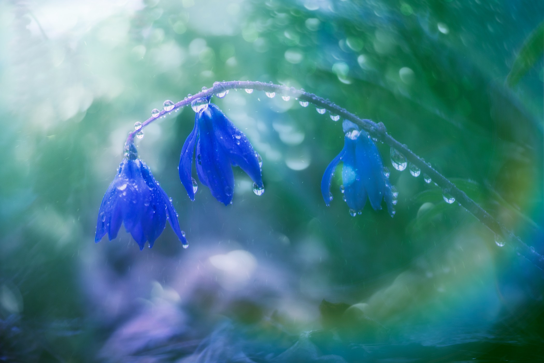 Volkovart.ru macro photography flowers. Volkovart.online nature photography