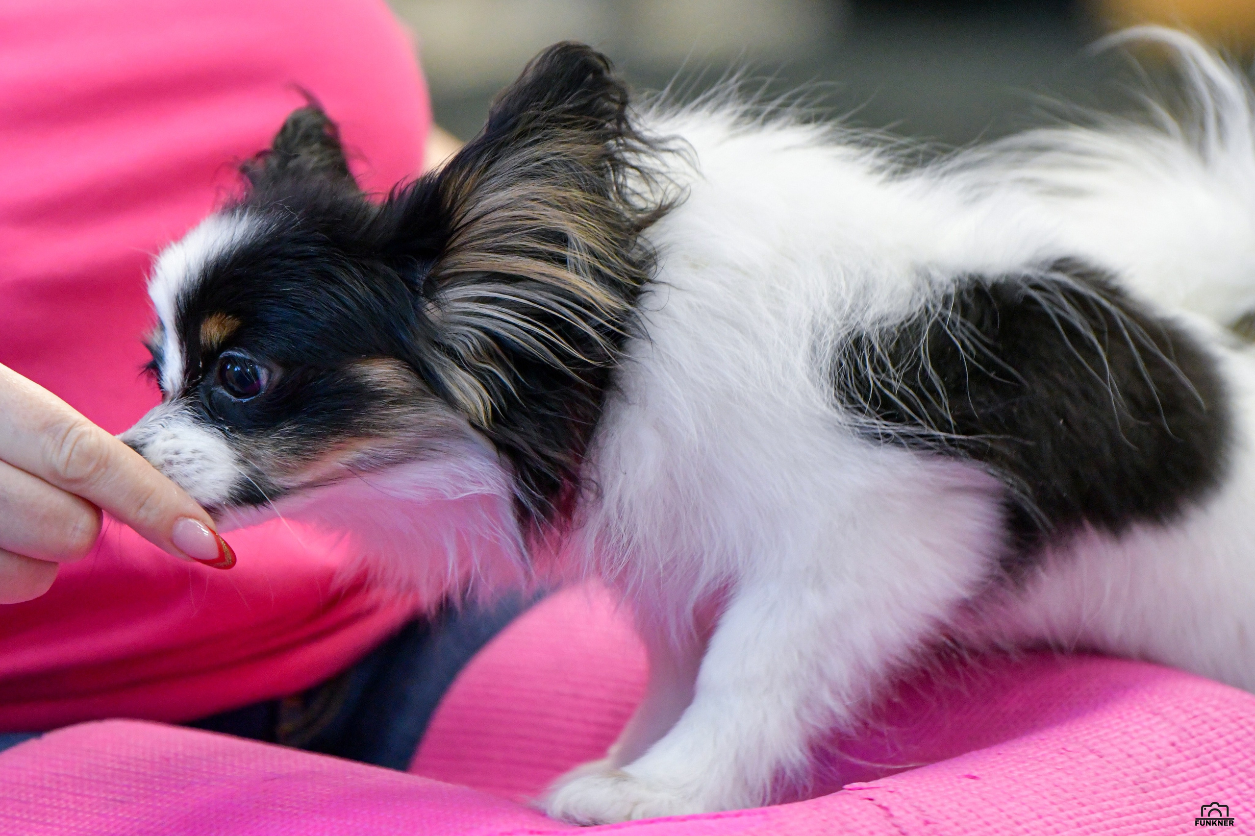 Кинологический клуб «Бодрый хвост». Свой взгляд через объектив