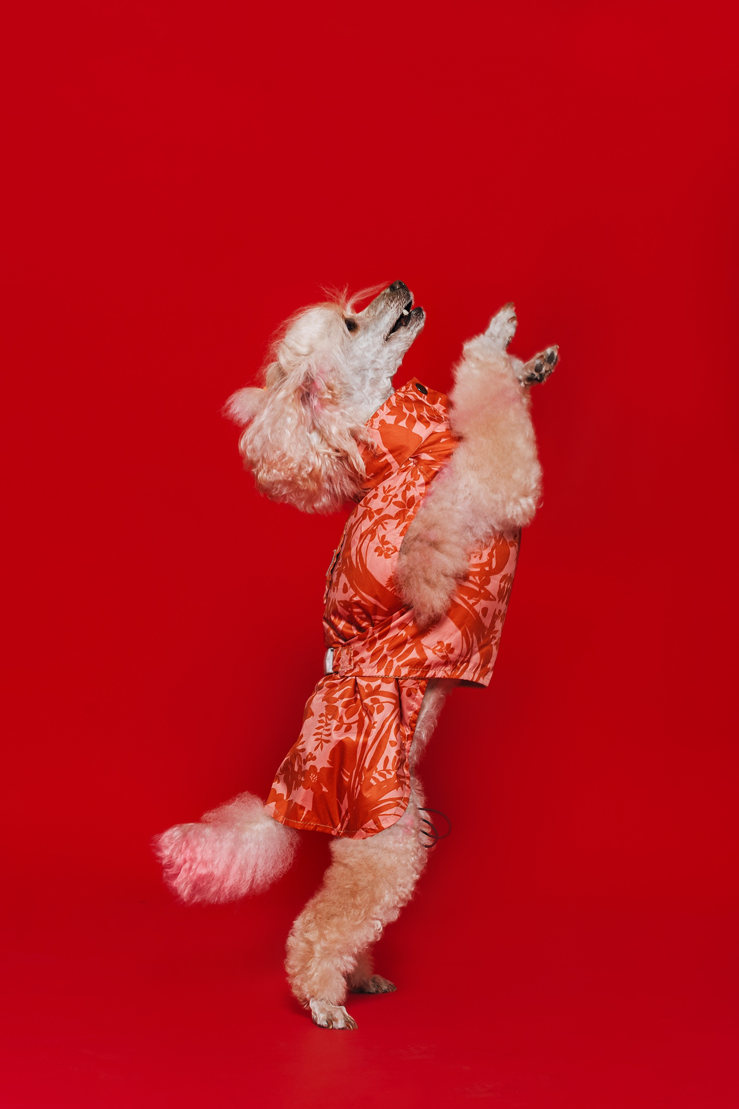 Съемка для бренда TEDDYBOY. Фотограф-анималист Татьяна Степанова