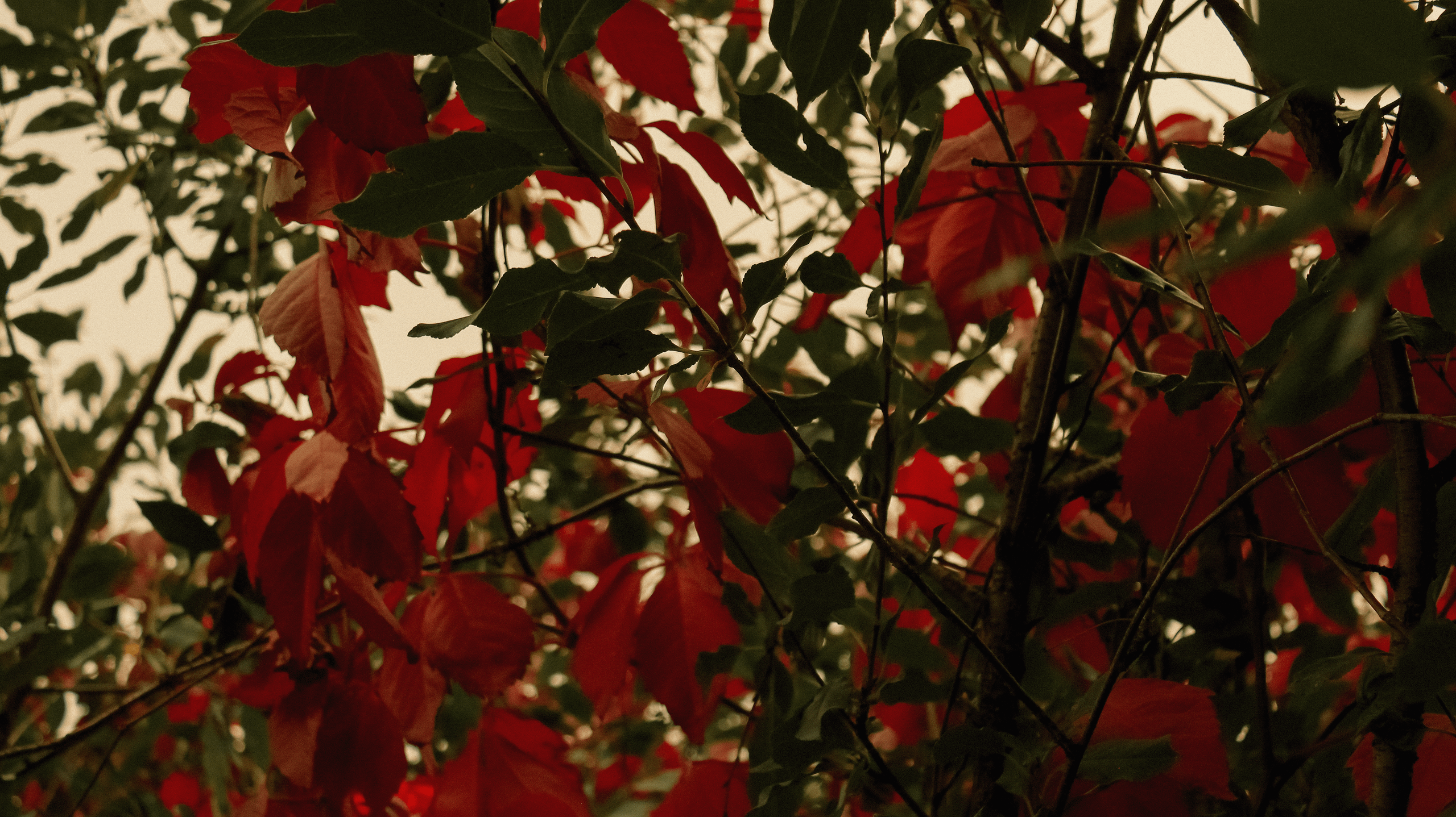 TMN summer '24. Фотограф/дизайнер в Екатеринбурге Хитрый Дмитрий