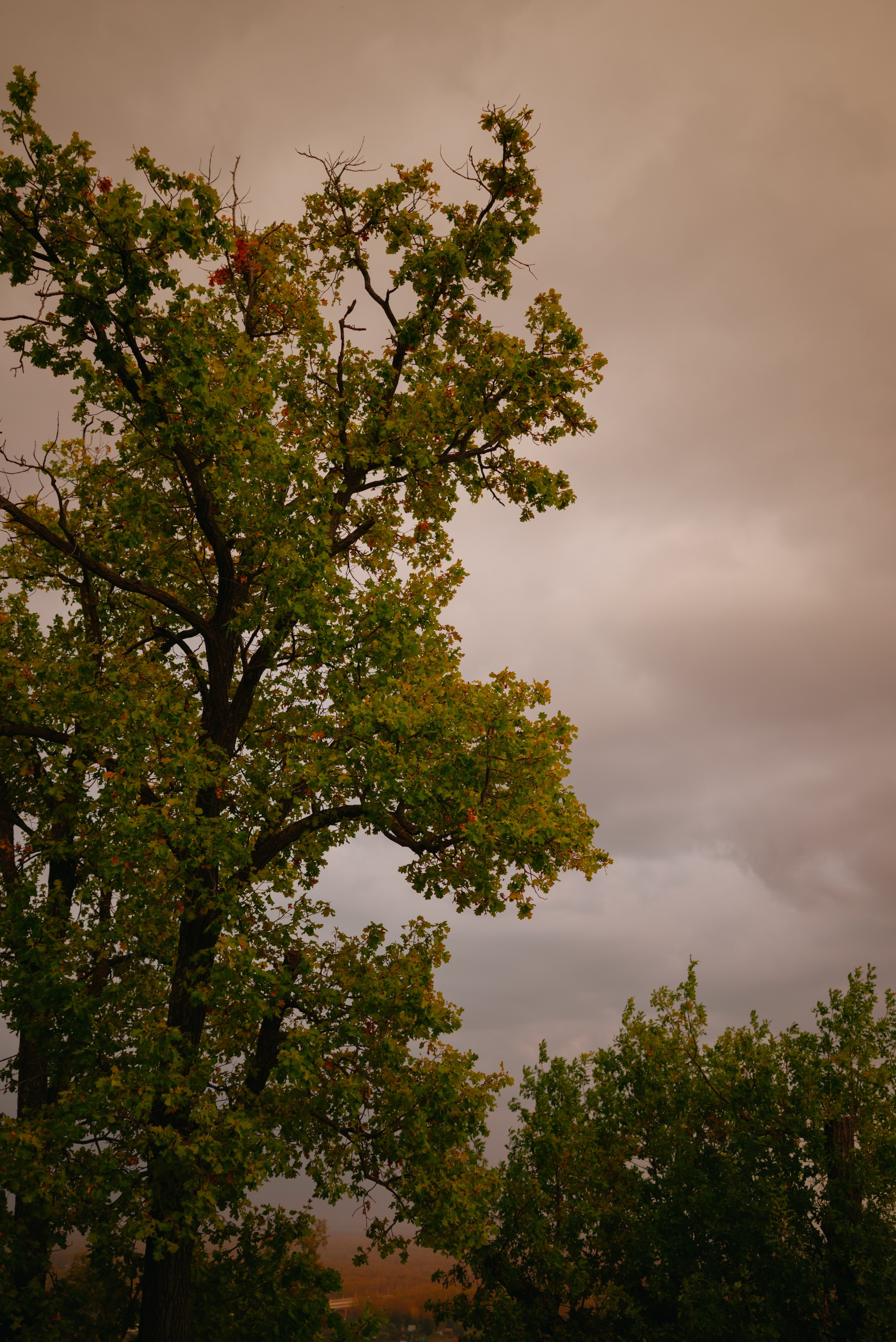 Богдан и Елена. Свадебный фотограф Уфа Дарья Насырова