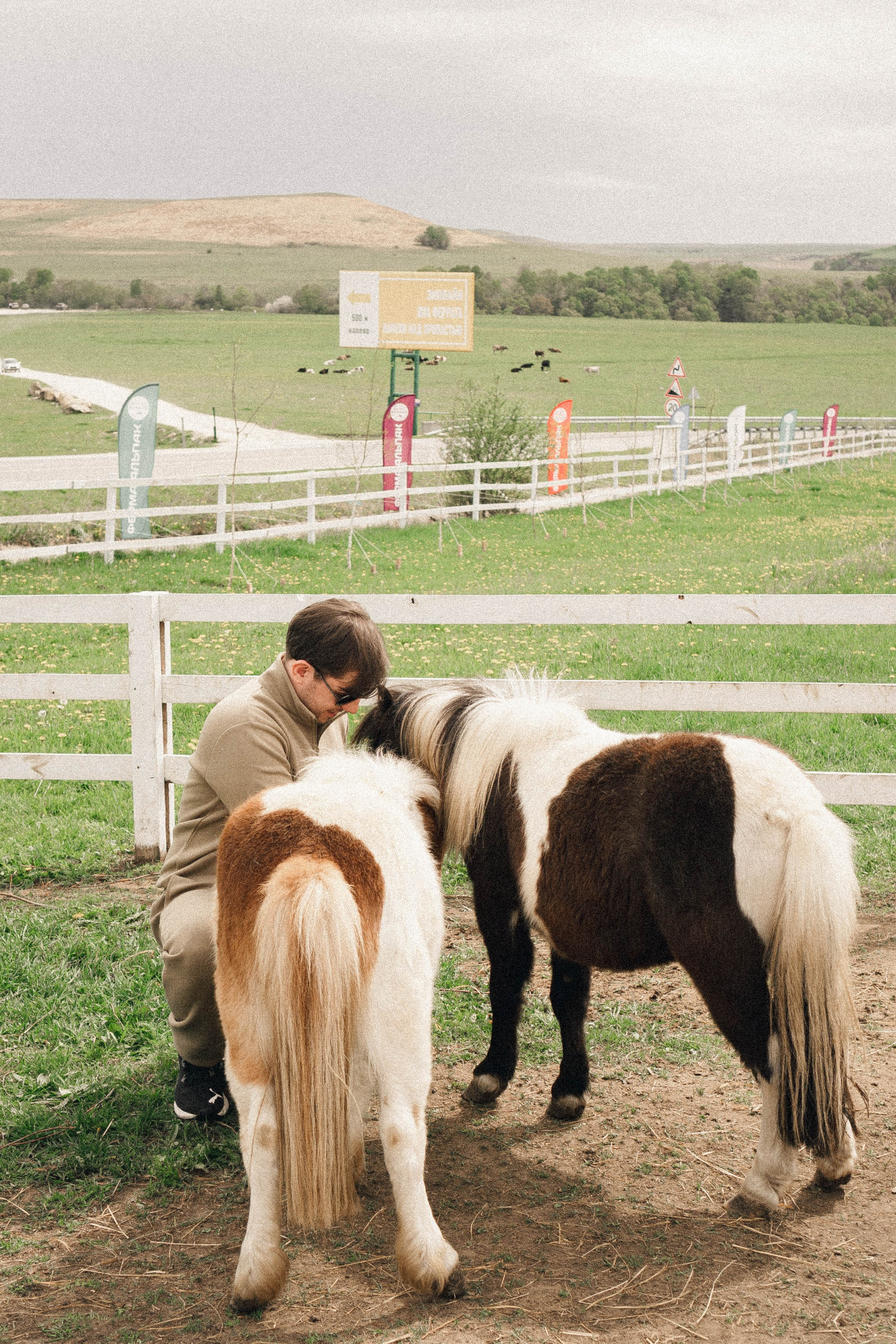Ферма Альпак. Профессиональный фотограф, Санкт-Петербург — Виктория Богомолова