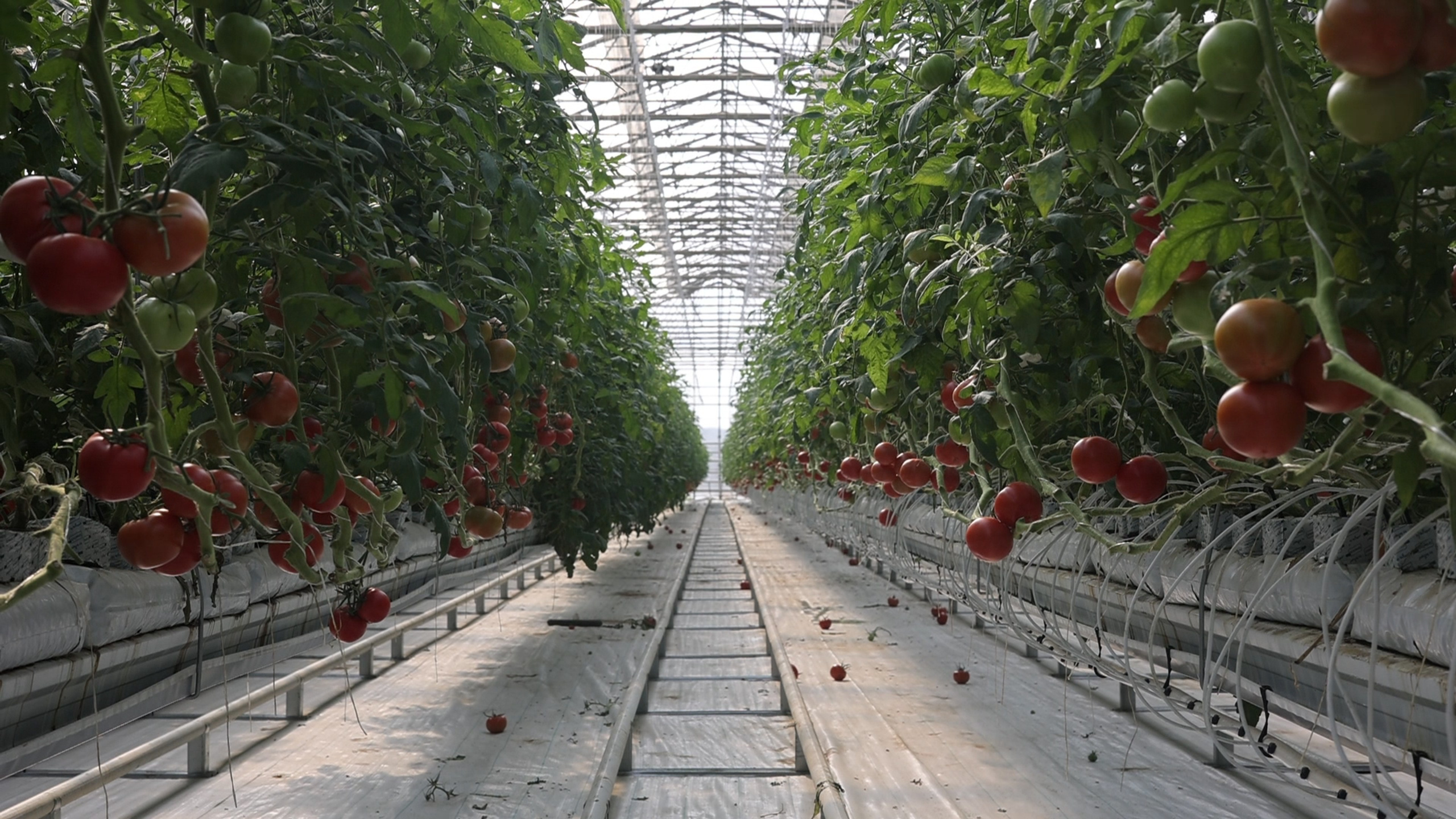 БИОЭНЕРГИЯ — Производство субстрата для теплиц, маты для выращивания