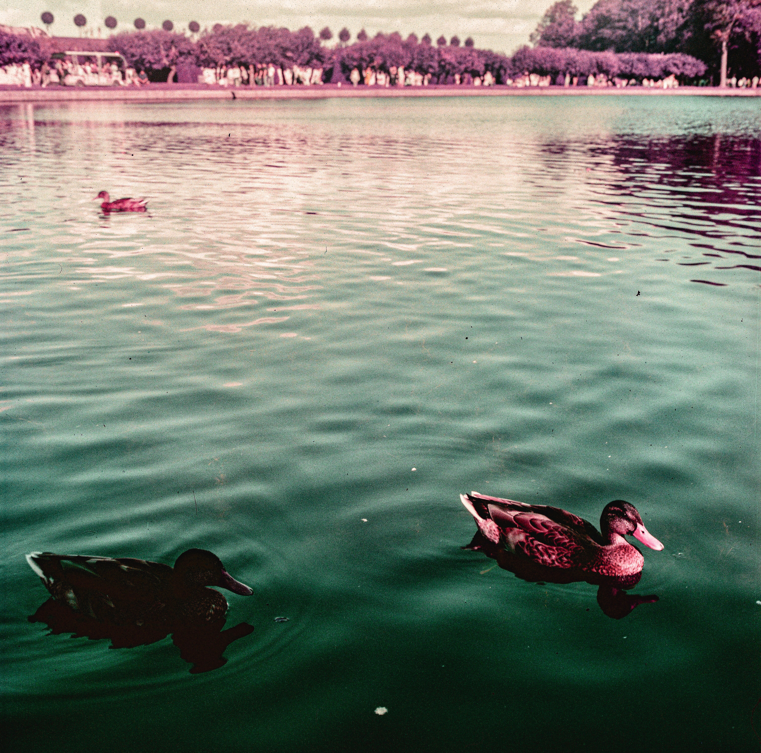 Плёнка 35/120мм. Katya Medvedeva