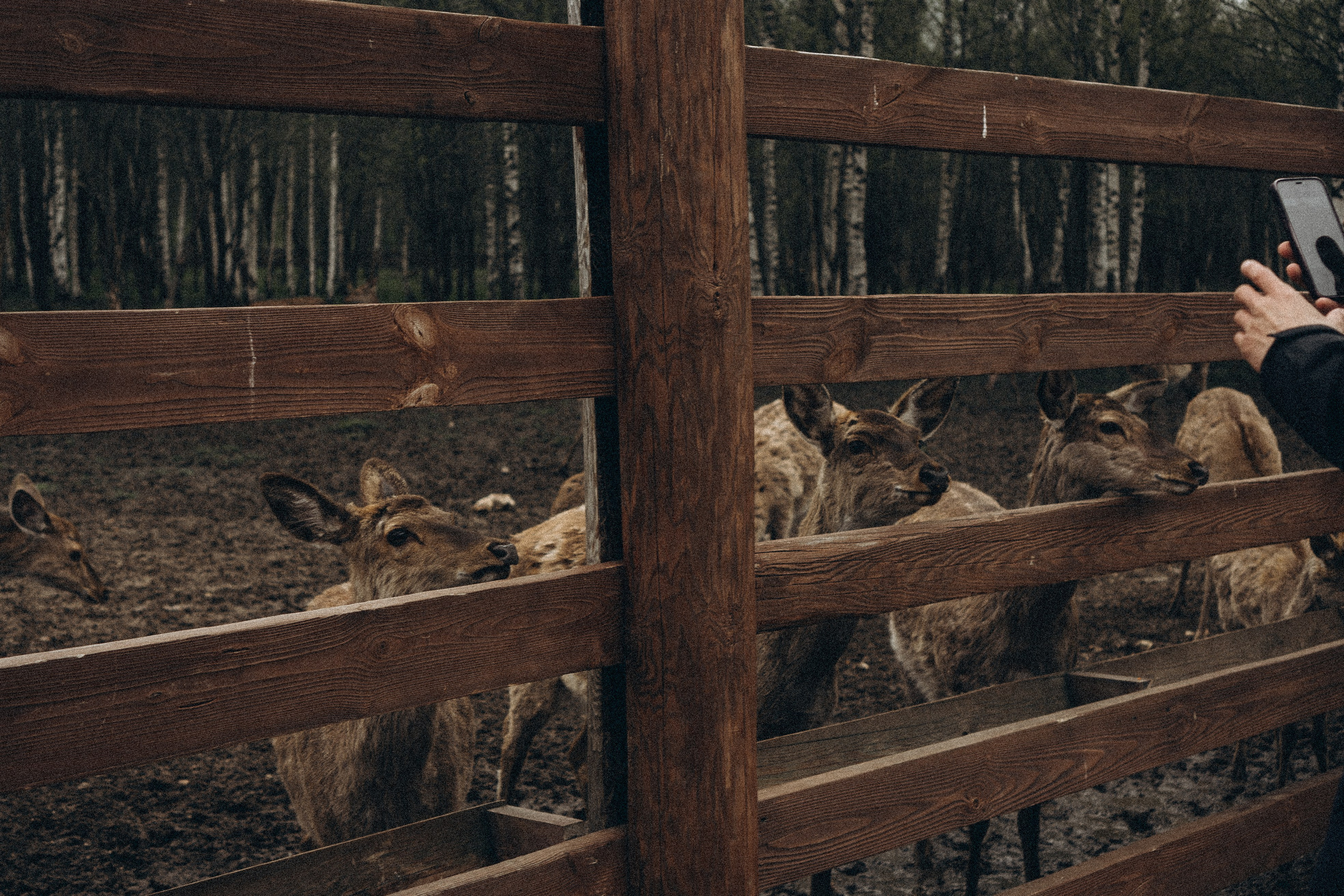 ОЛЕНЬЯ ФЕРМА В ТВЕРИ. Профессиональный фотограф, Санкт-Петербург — Виктория Богомолова
