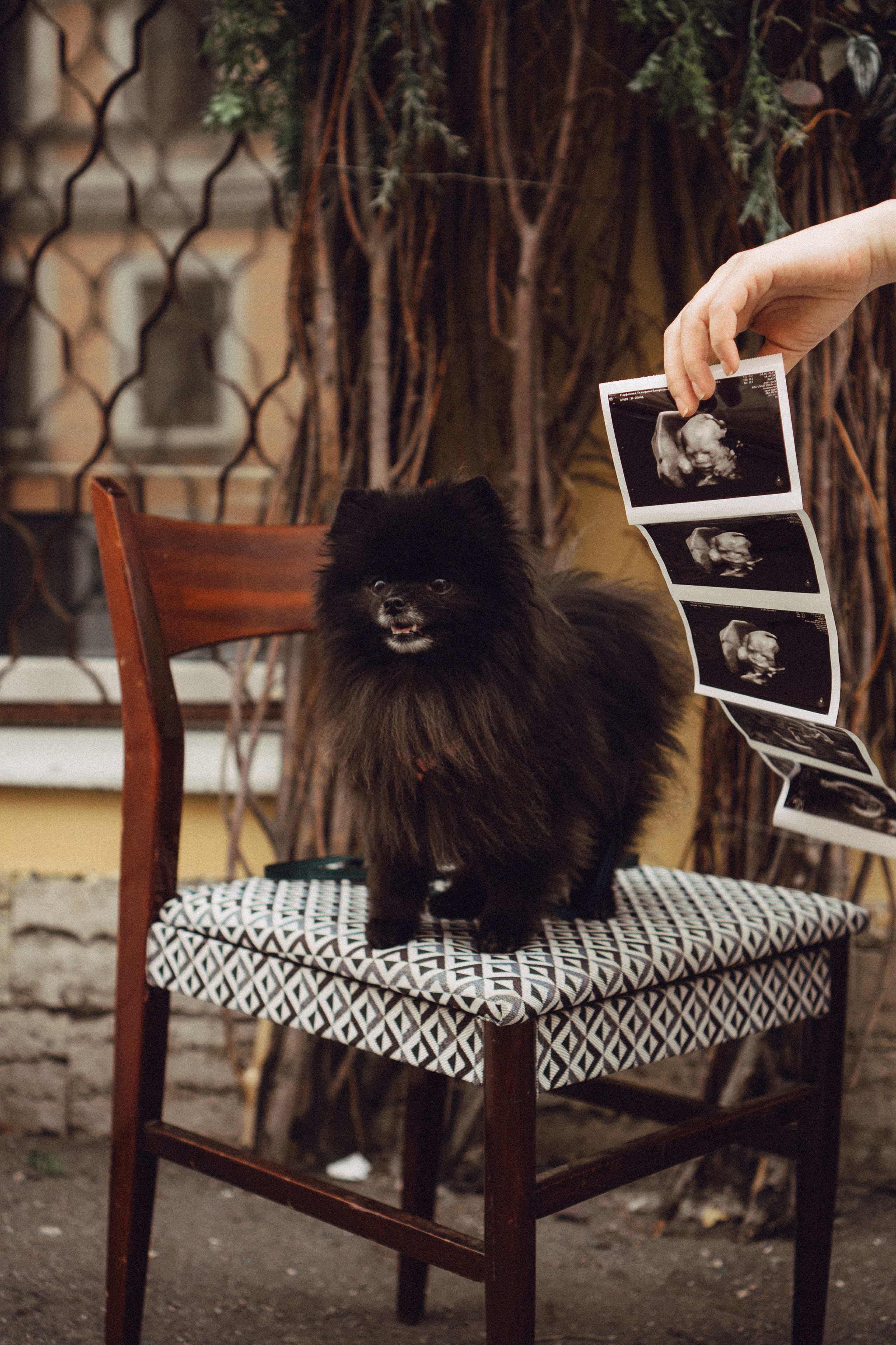 Беременность (только часть фото по желанию клиентов могу показать)). Профессиональный фотограф, Санкт-Петербург — Виктория Богомолова