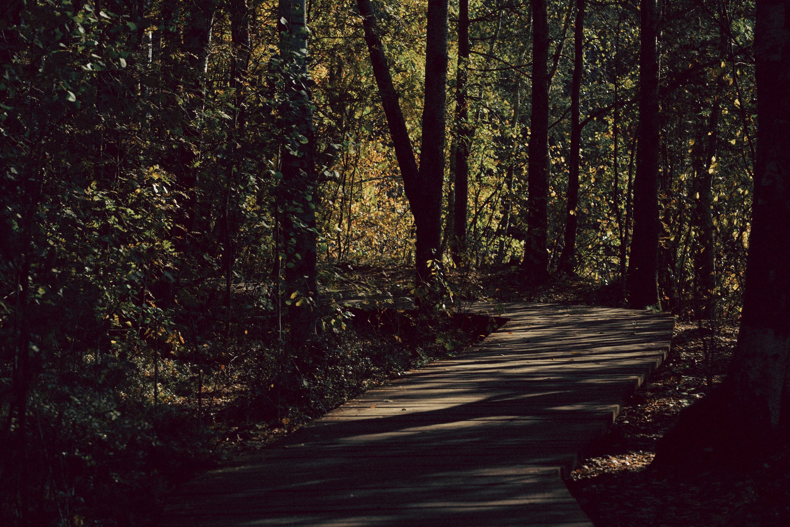 Осеняя прогулка. Профессиональный фотограф, Санкт-Петербург — Виктория Богомолова