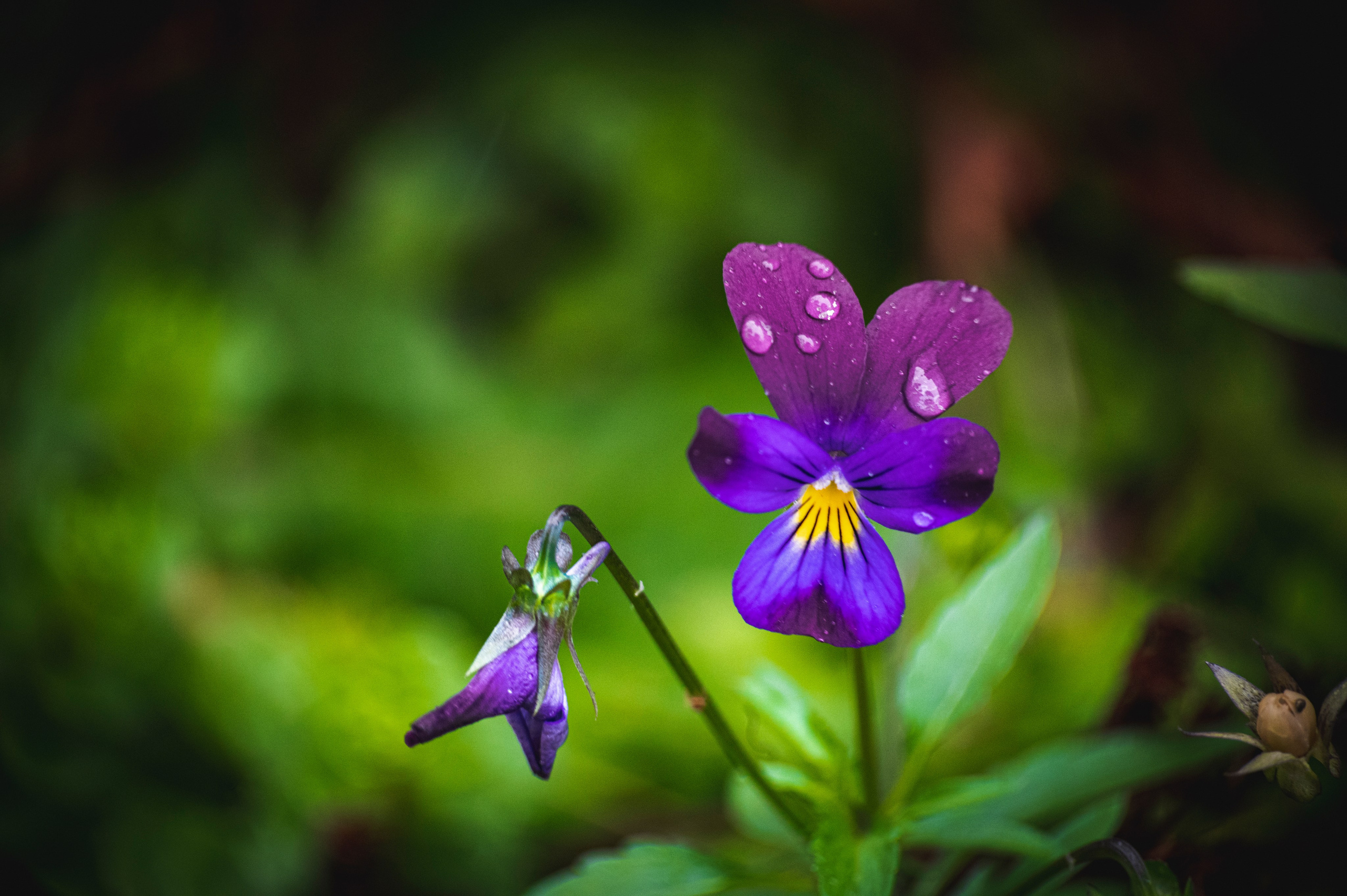 Фотопрогулка ДР. Фотограф Роман Адлер