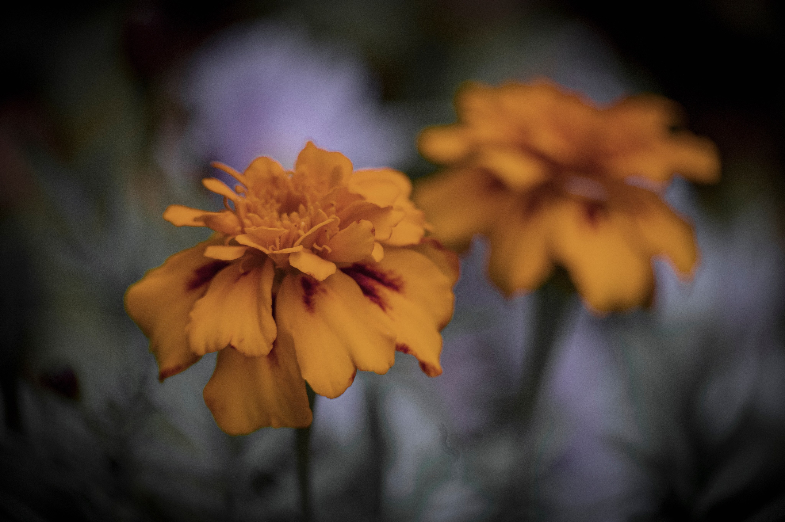 Осенние цветы. Фотограф Роман Адлер